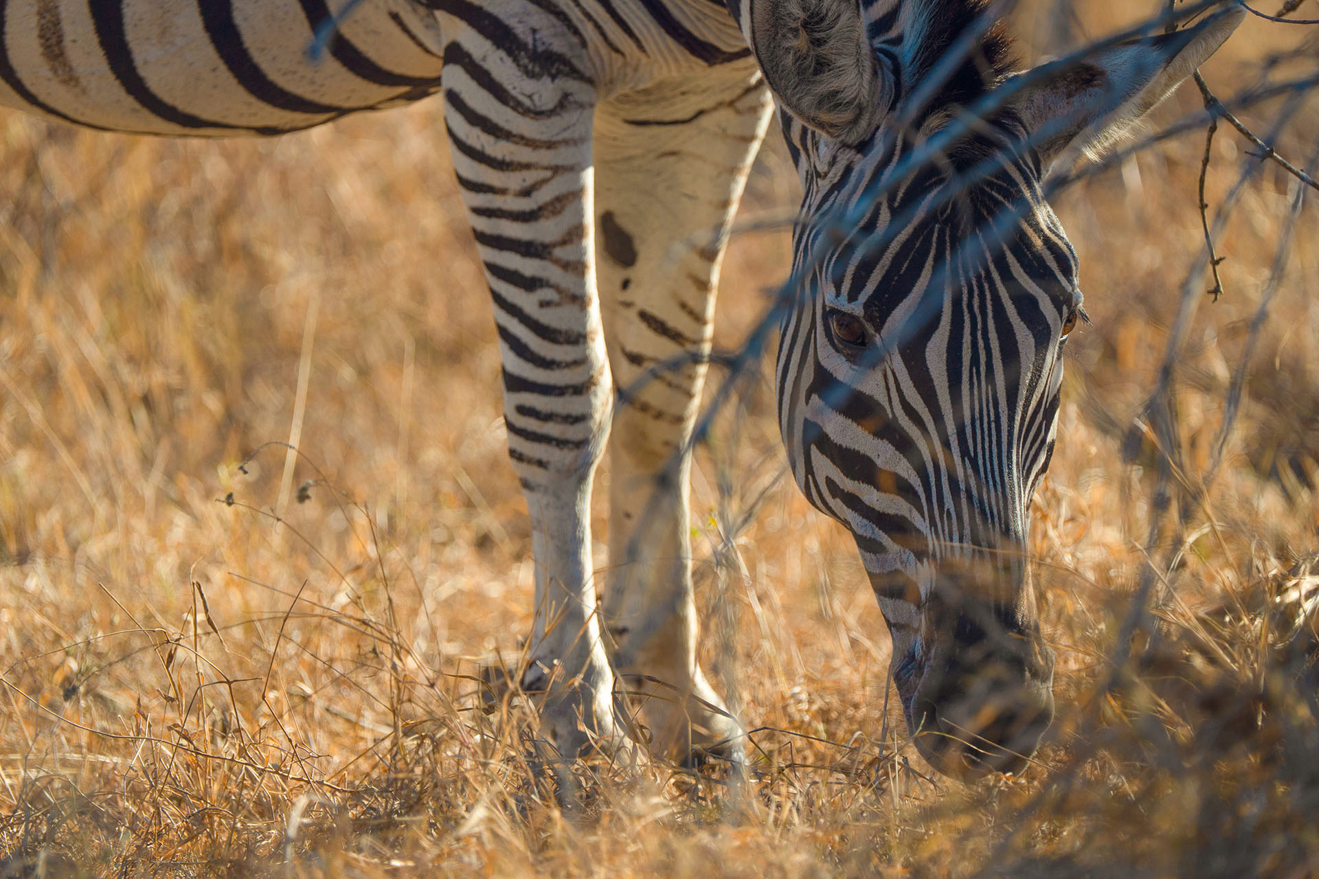 Spotted: a zebra in its natural habitat.