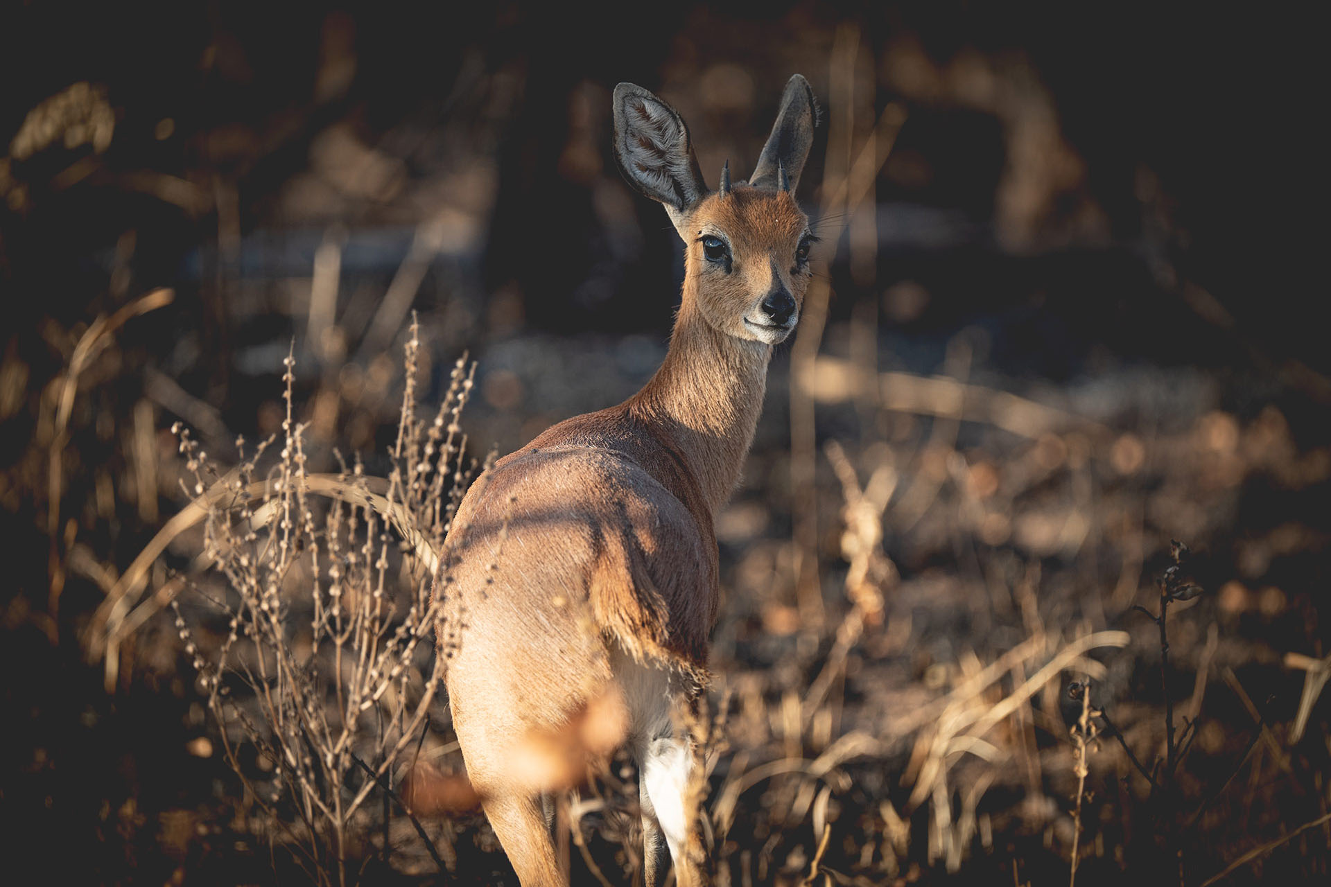 Bambi but make it African.