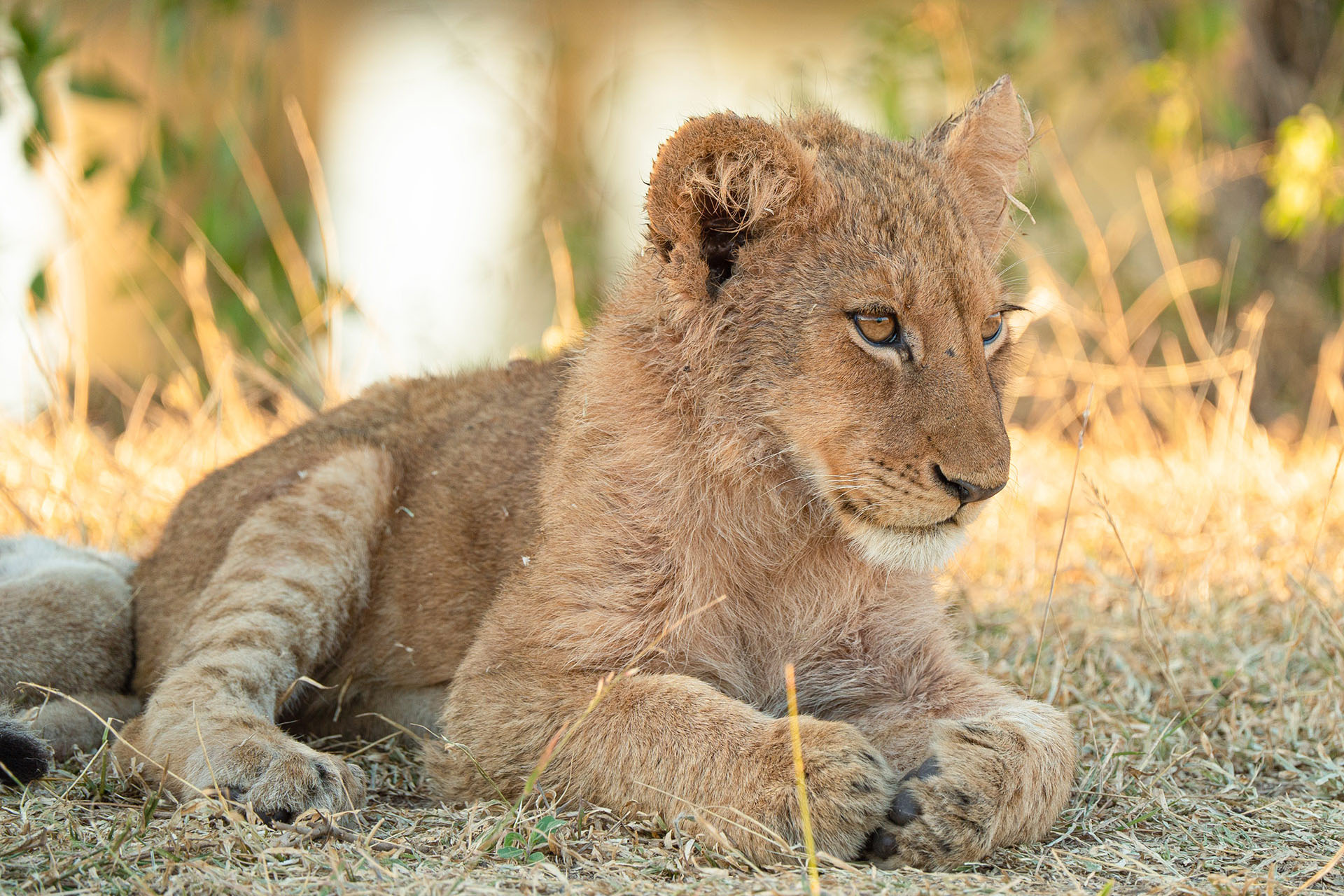 That you, Simba?