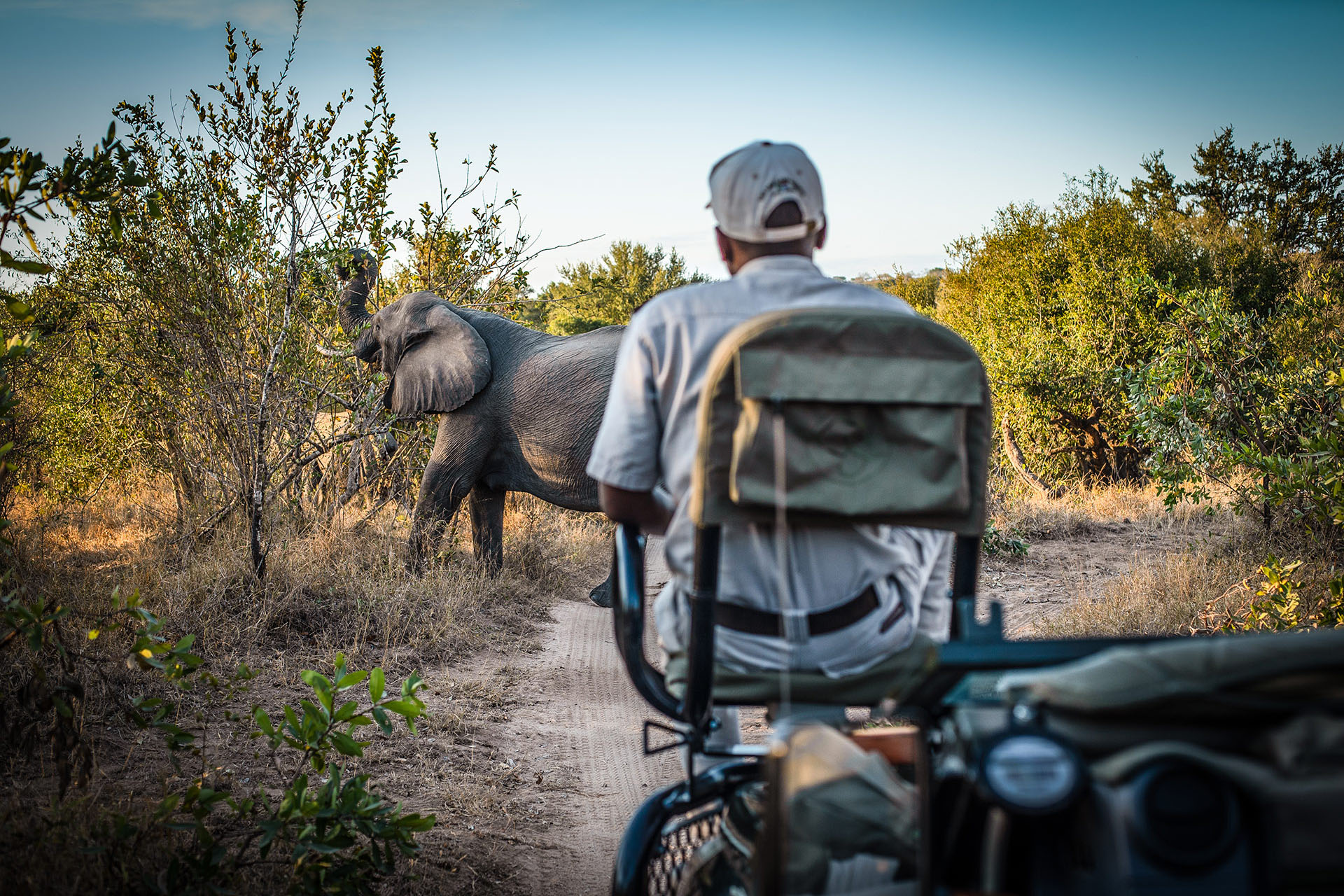 Keep calm, it's just an elephant. 