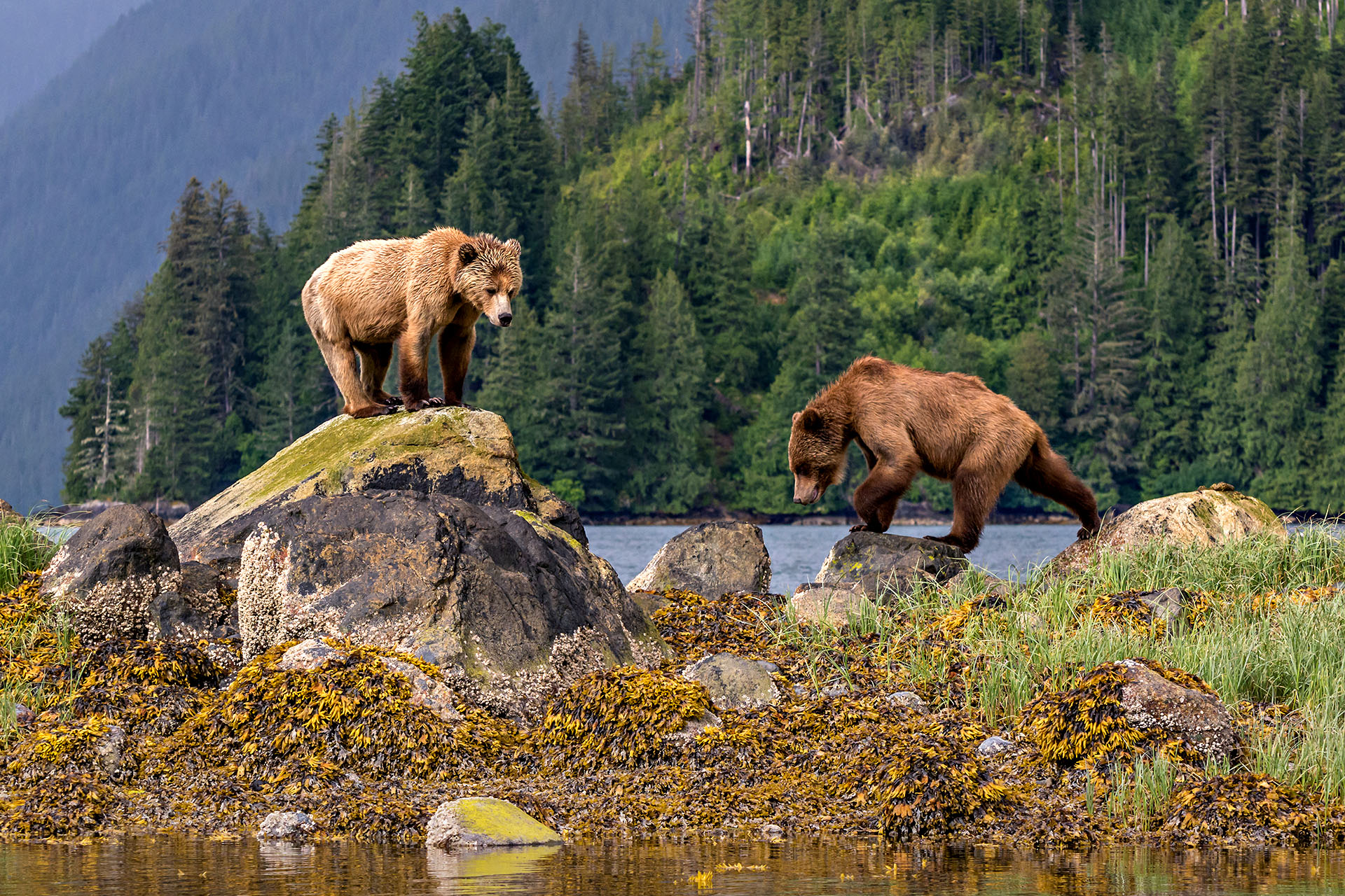 A couple of grizzly bears on rocks.