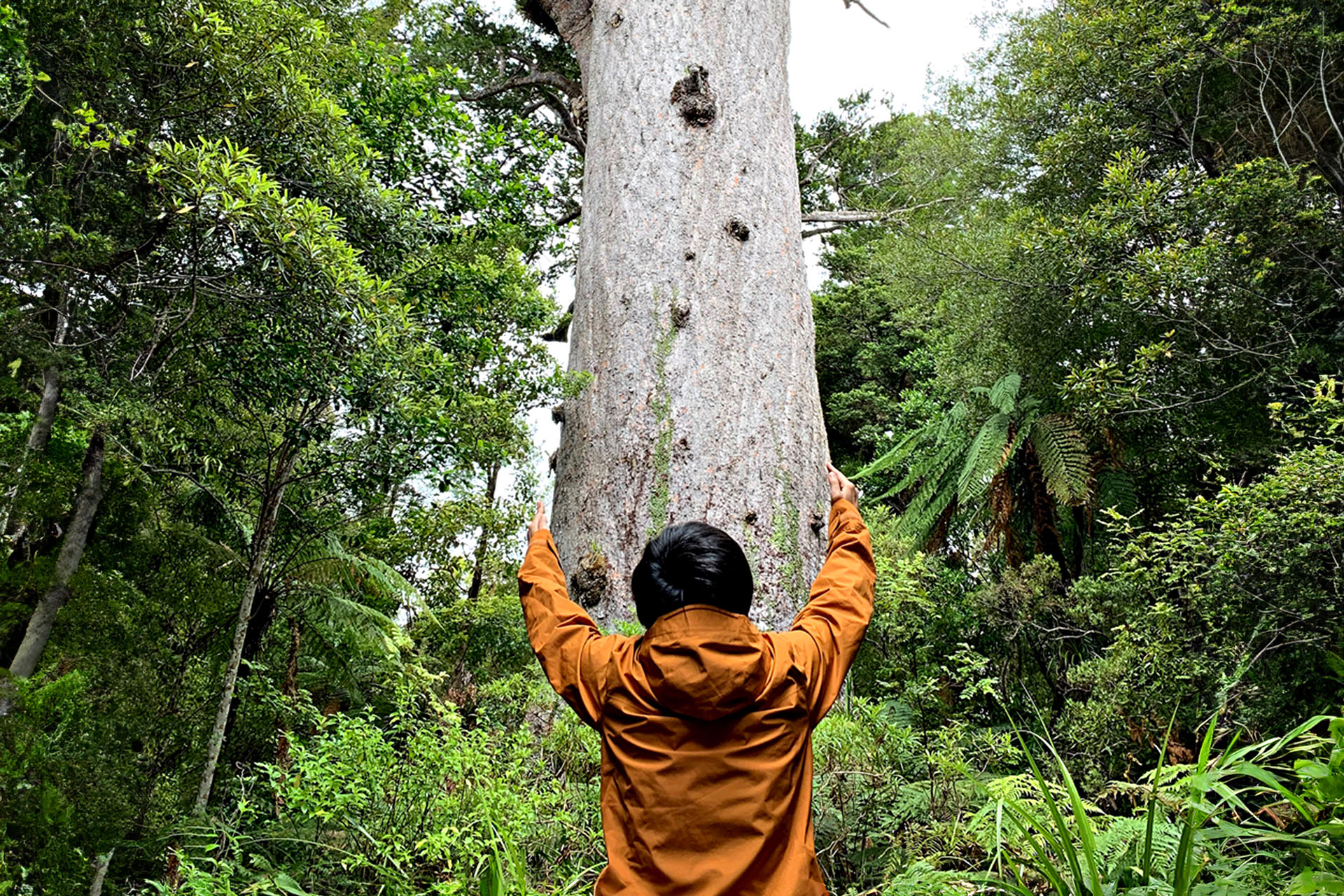 A man hugging a tree in a New Zealand forest.