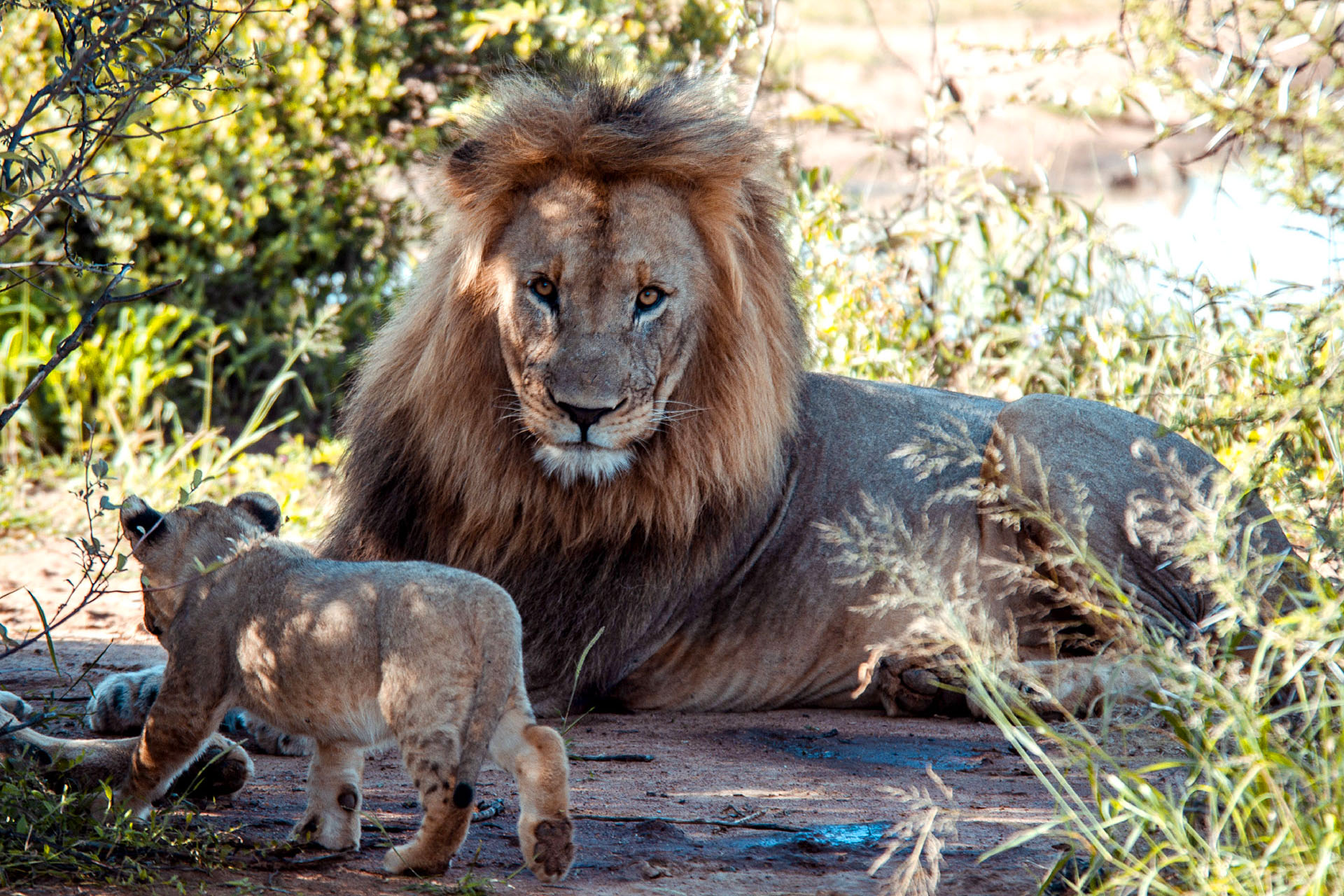 A male lion looks at his cub in the Madikwe Game Reserve, South Africa.