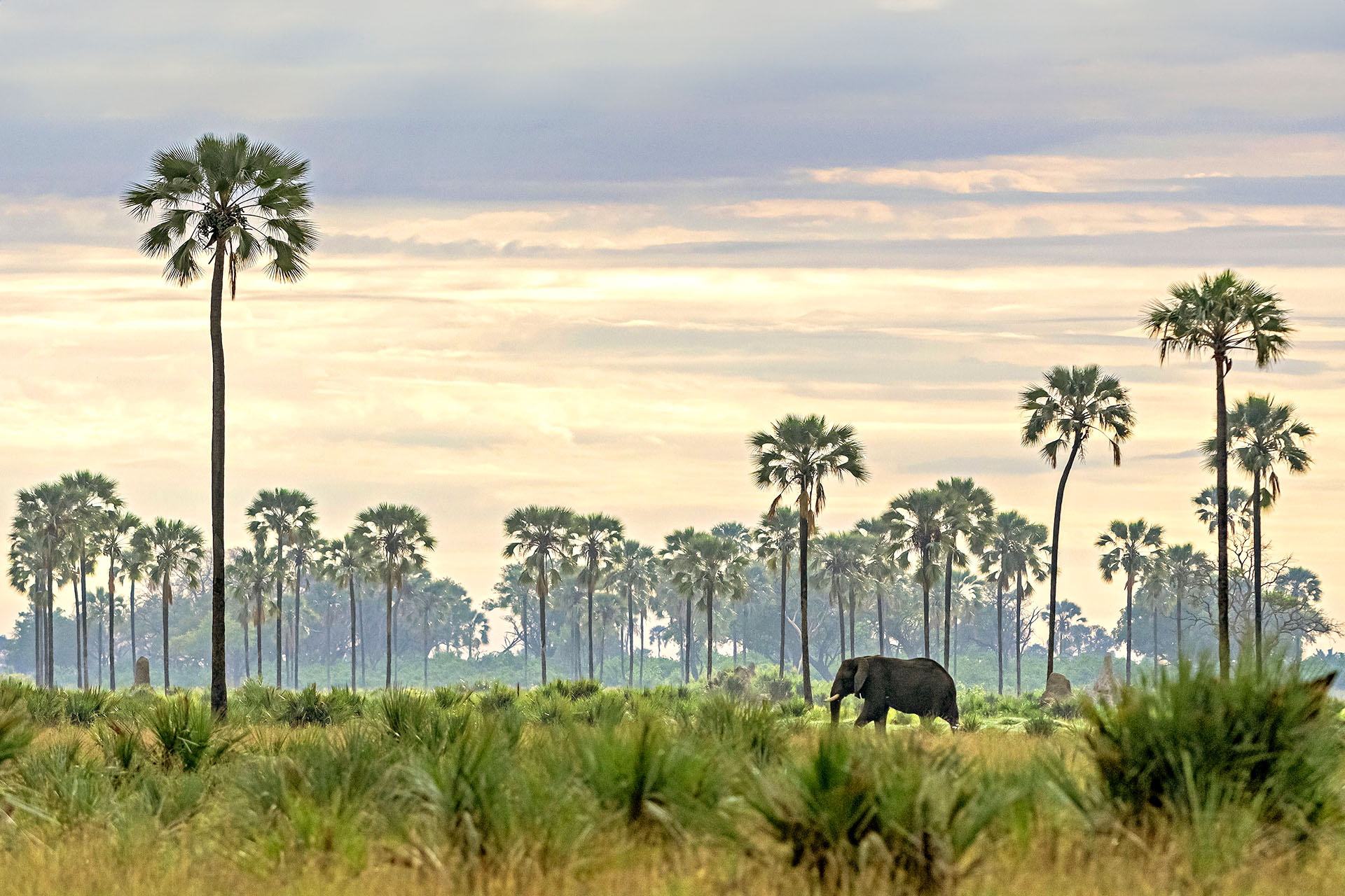 A lone elephant wanders across the lush landscape of Moremi Game Reserve, surrounded by palm trees.
