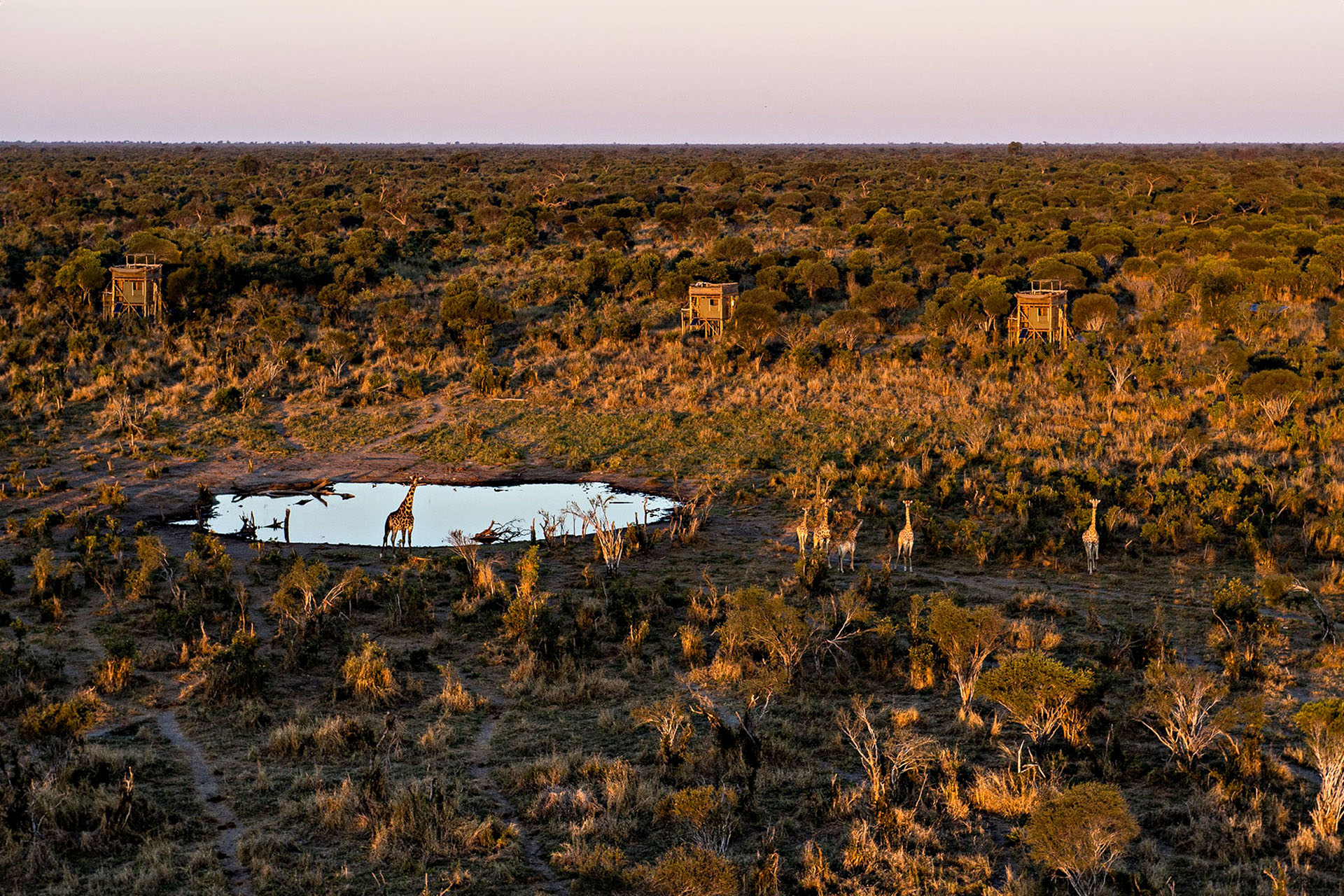 A group of giraffes near a watering hole in Botswana with raised tents in the distance.