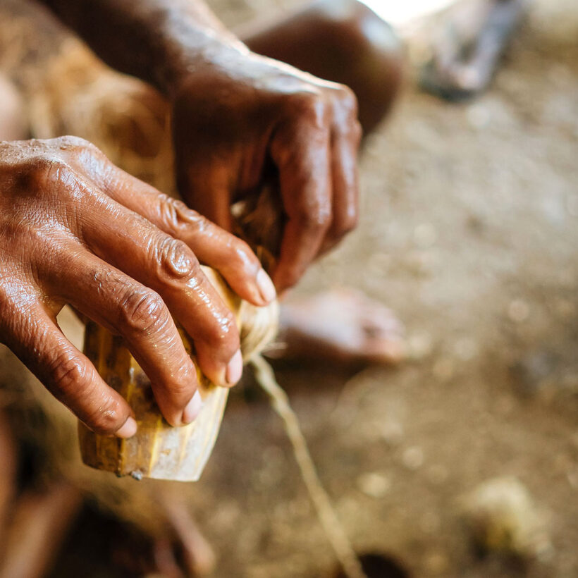 A pair of hands grinding a kava plant.