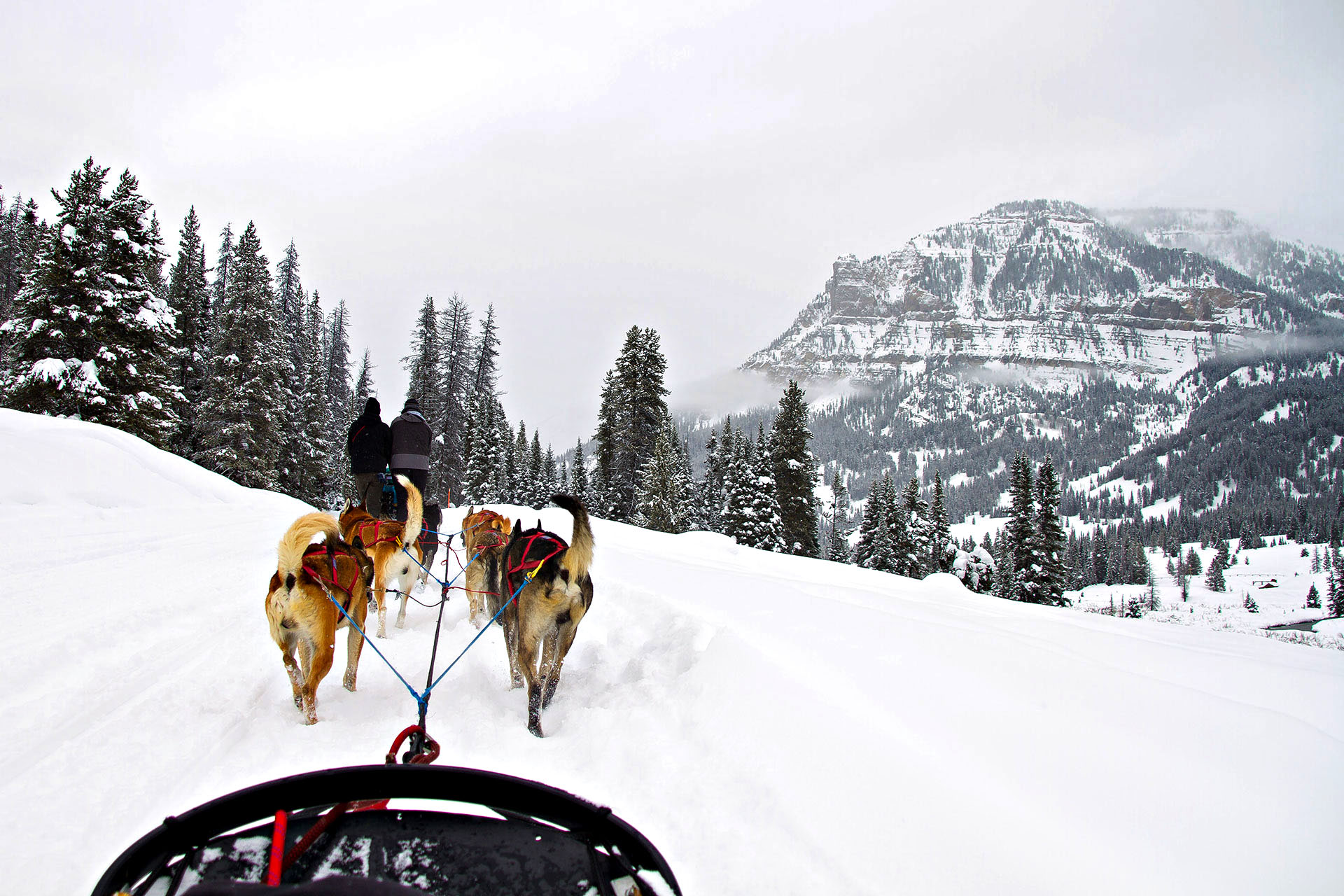A team of dogs pulls a sled through thick snow in Wyoming.