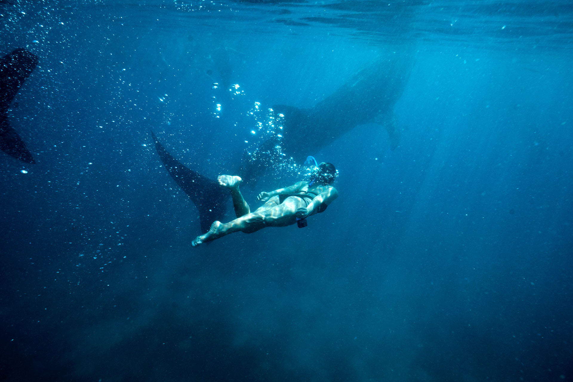 A woman swims towards a small breaching whale.