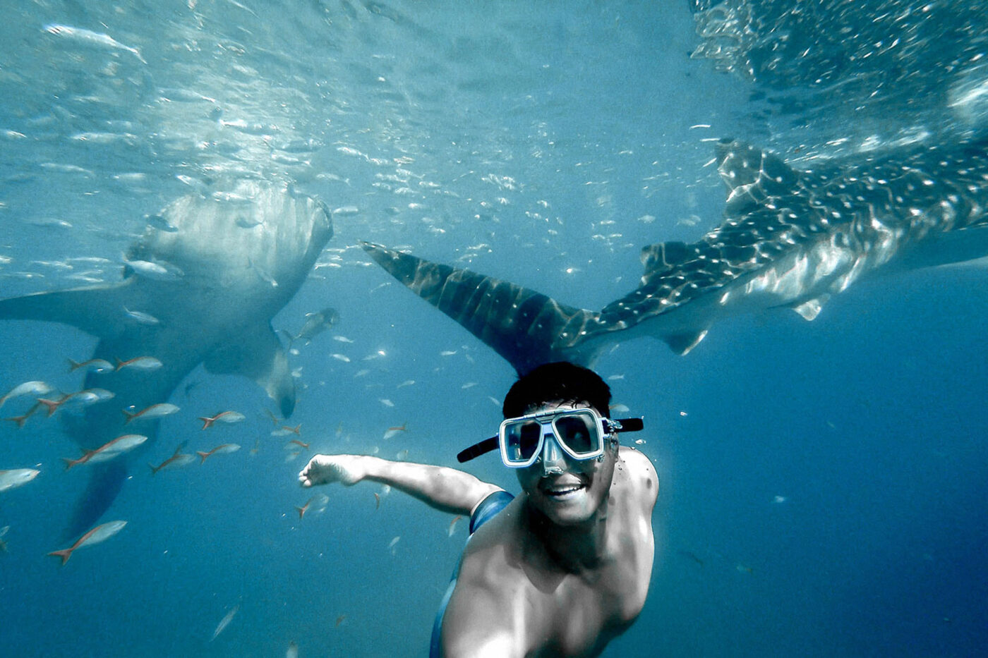 A man swims with a couple of whale sharks.