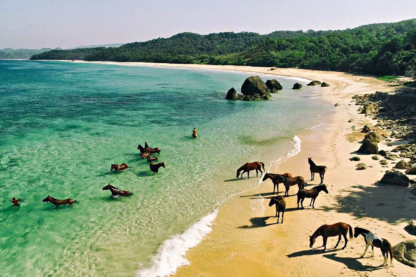 A group of horses frolic near the shoreline of a beach, while some are playing in the water.