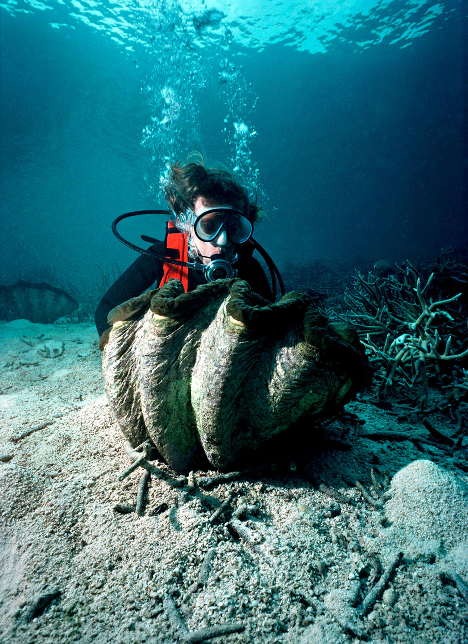 Lone diver swims behind a giant shell sitting on the ocean floor.
