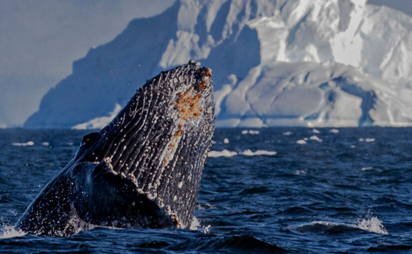 Ocean Safari Madness
