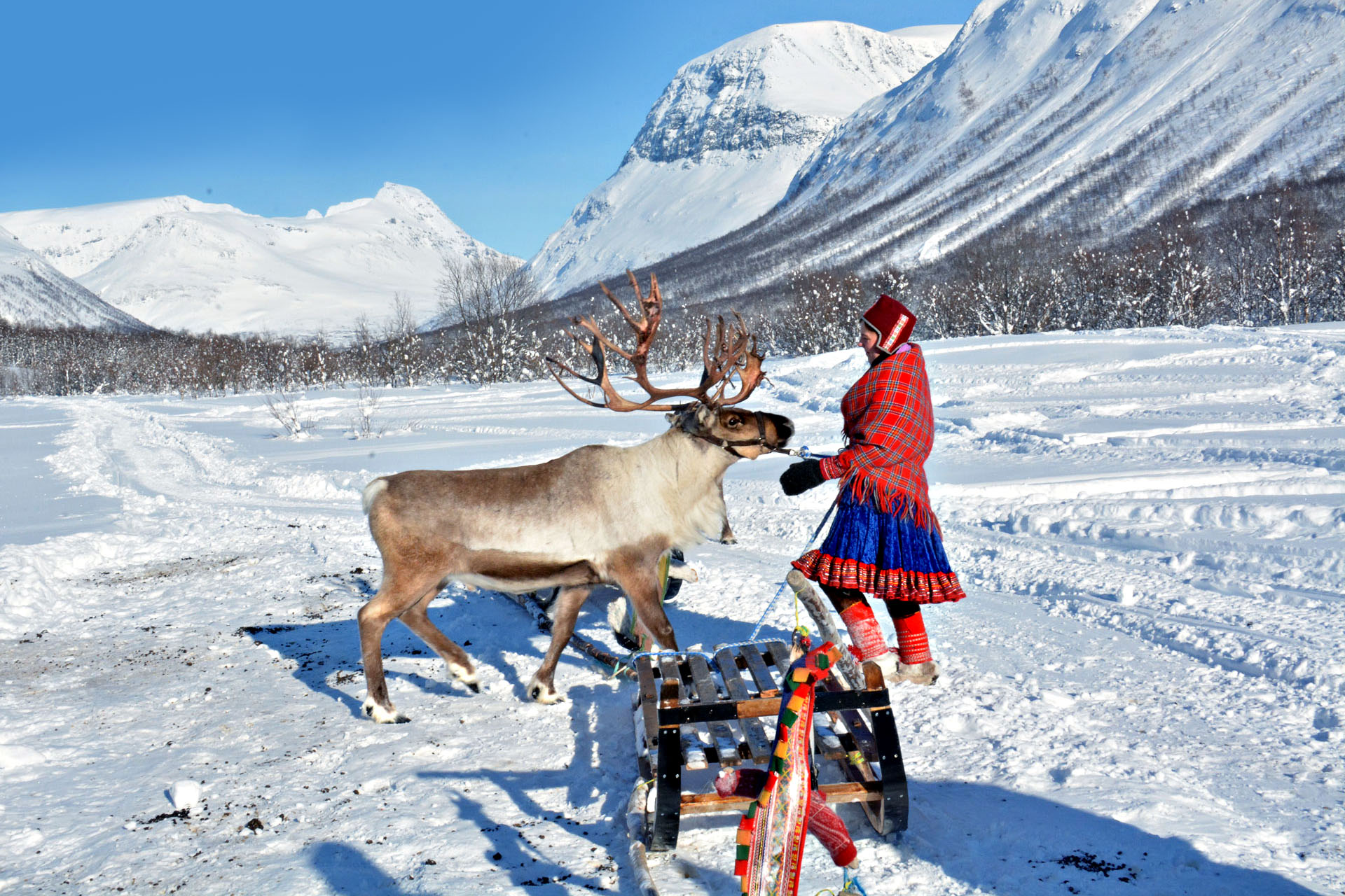 A local woman in traditional dress leading a reindeer in the snow in Norway.