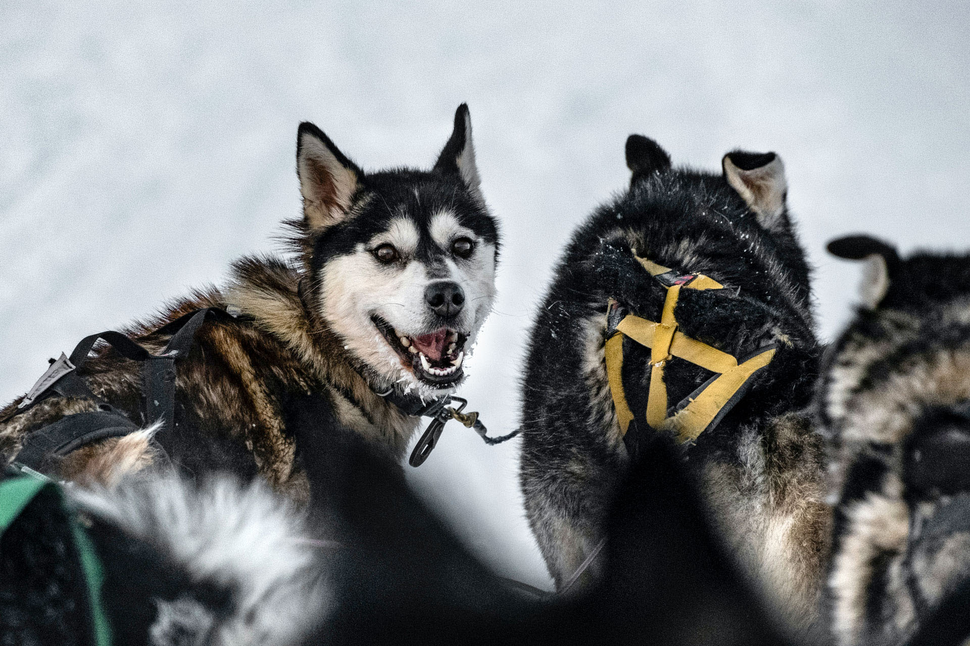 A group of huskies with their leads on, ready to pull a sled.