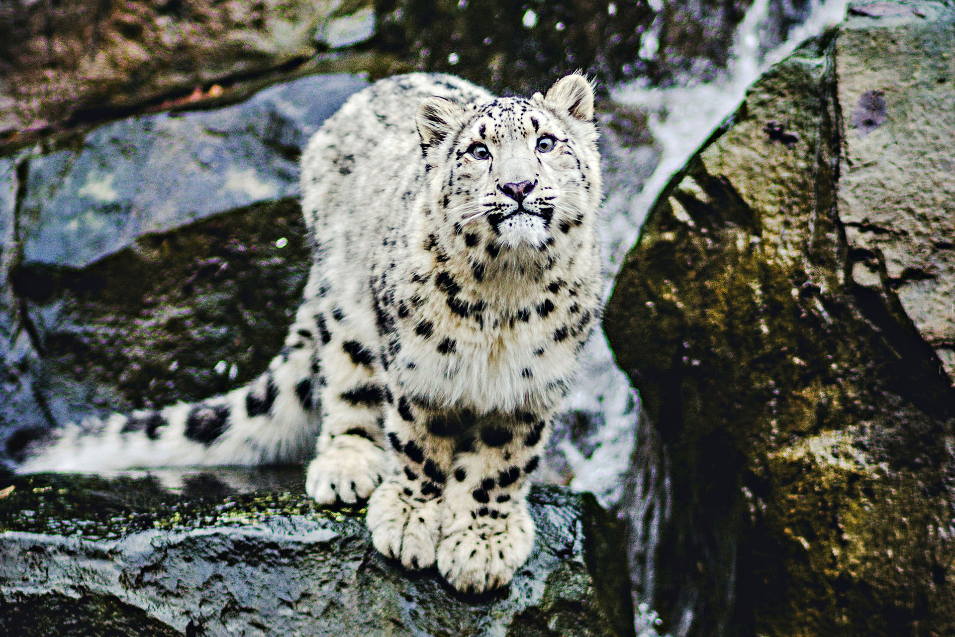 A snow leopard sits on a moss-covered rock.