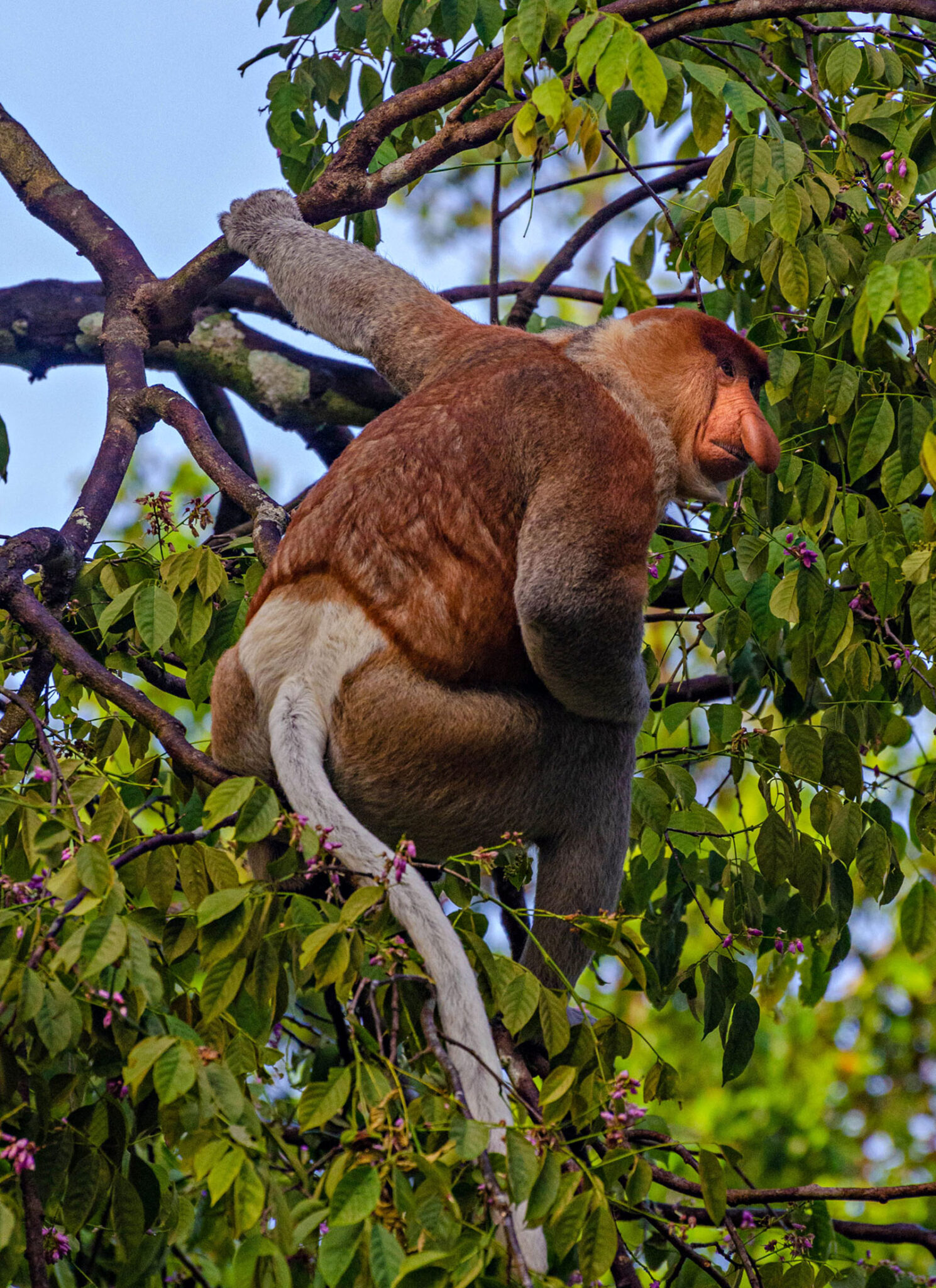 Just hanging out...literally. 