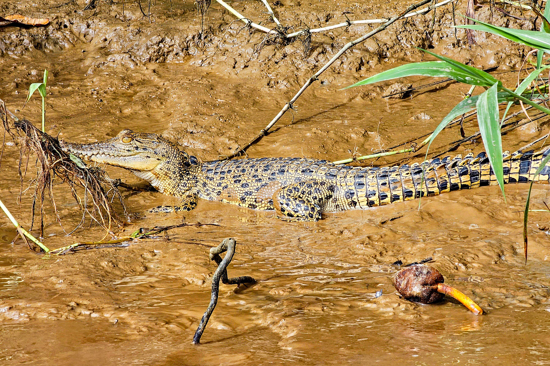 When you're tiny, but you're still the boss of the swamp. 