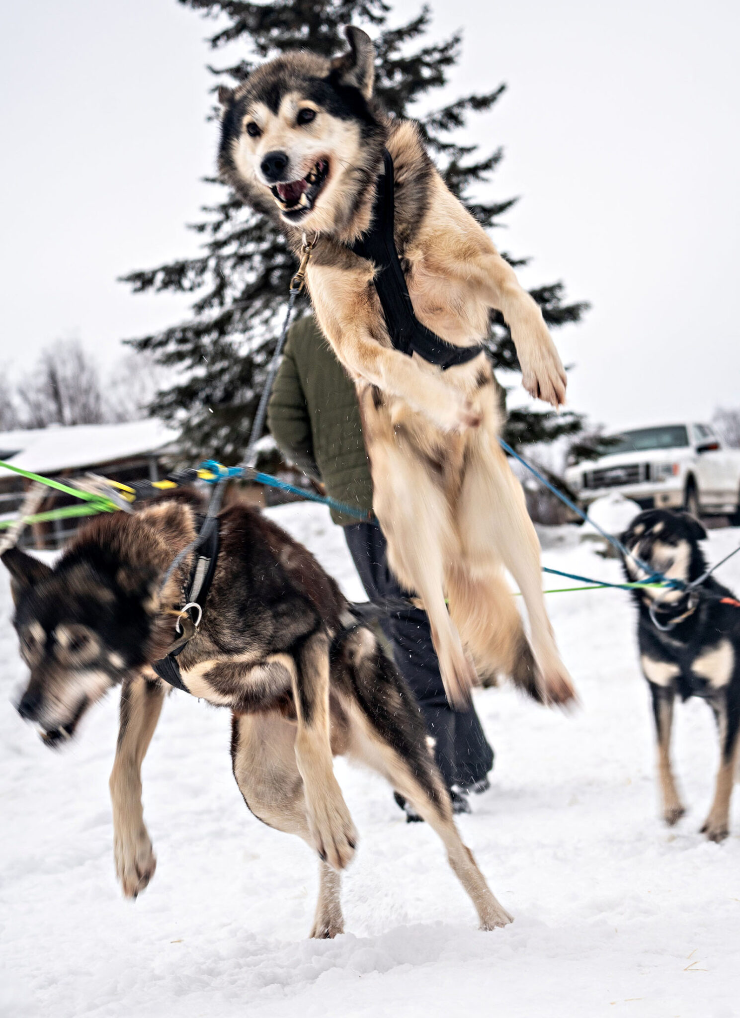 The good boys at Battle Dogs ready to take us through the beautiful Alaska backcountry.