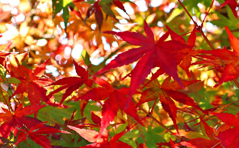 Unlocking the Kii to Japan