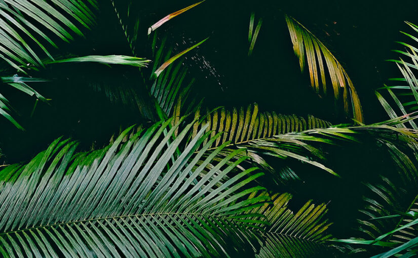 Visama Explorer tented camp opening soon