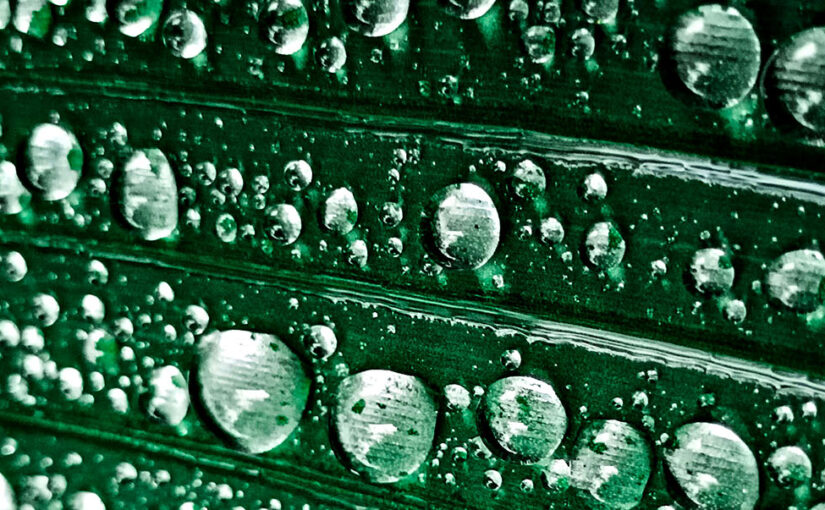 Cardamom Tented Camp does responsible tourism