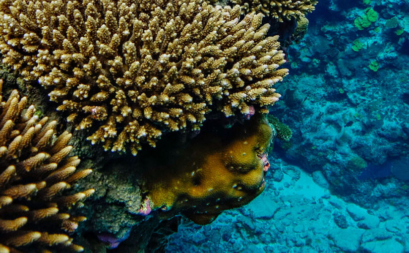 Majestic Whale Encounters launches new tour