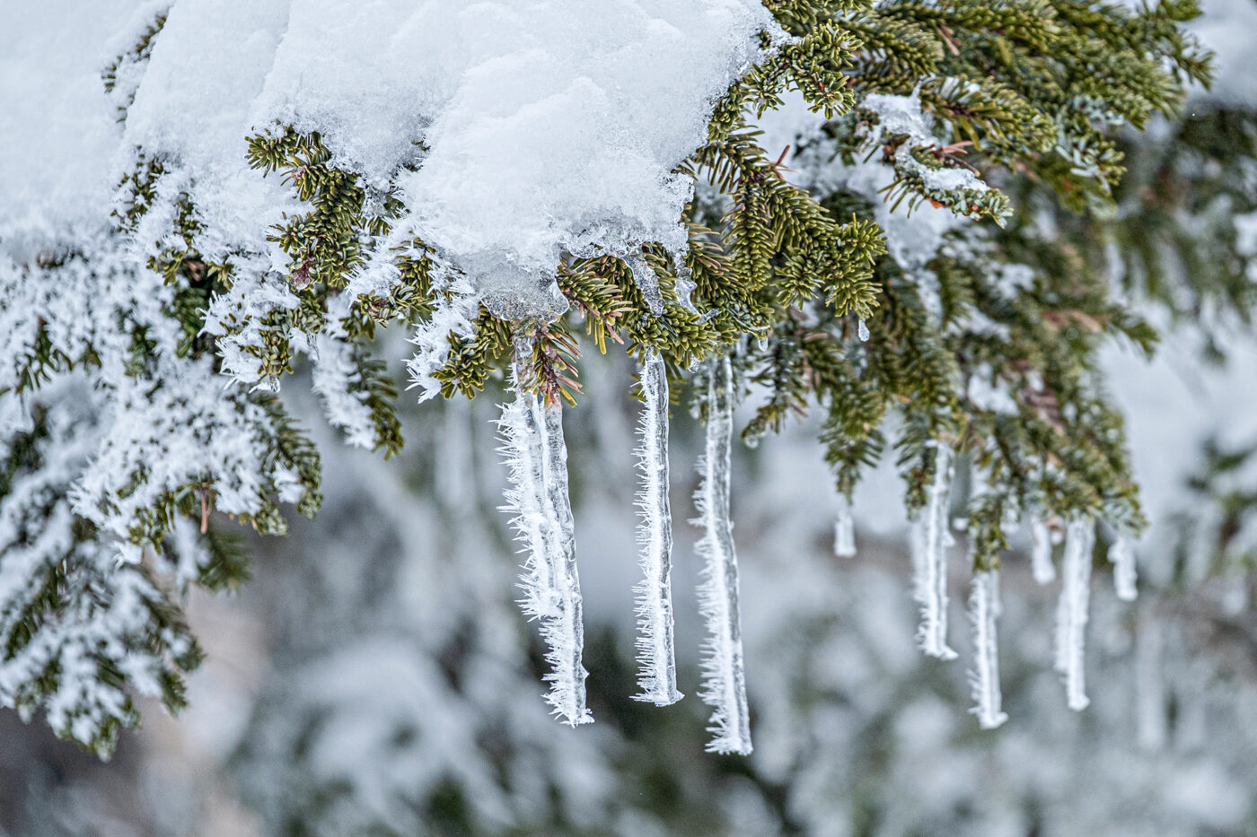 Snow covered trees in Mt Fuji's Aokighara forest.