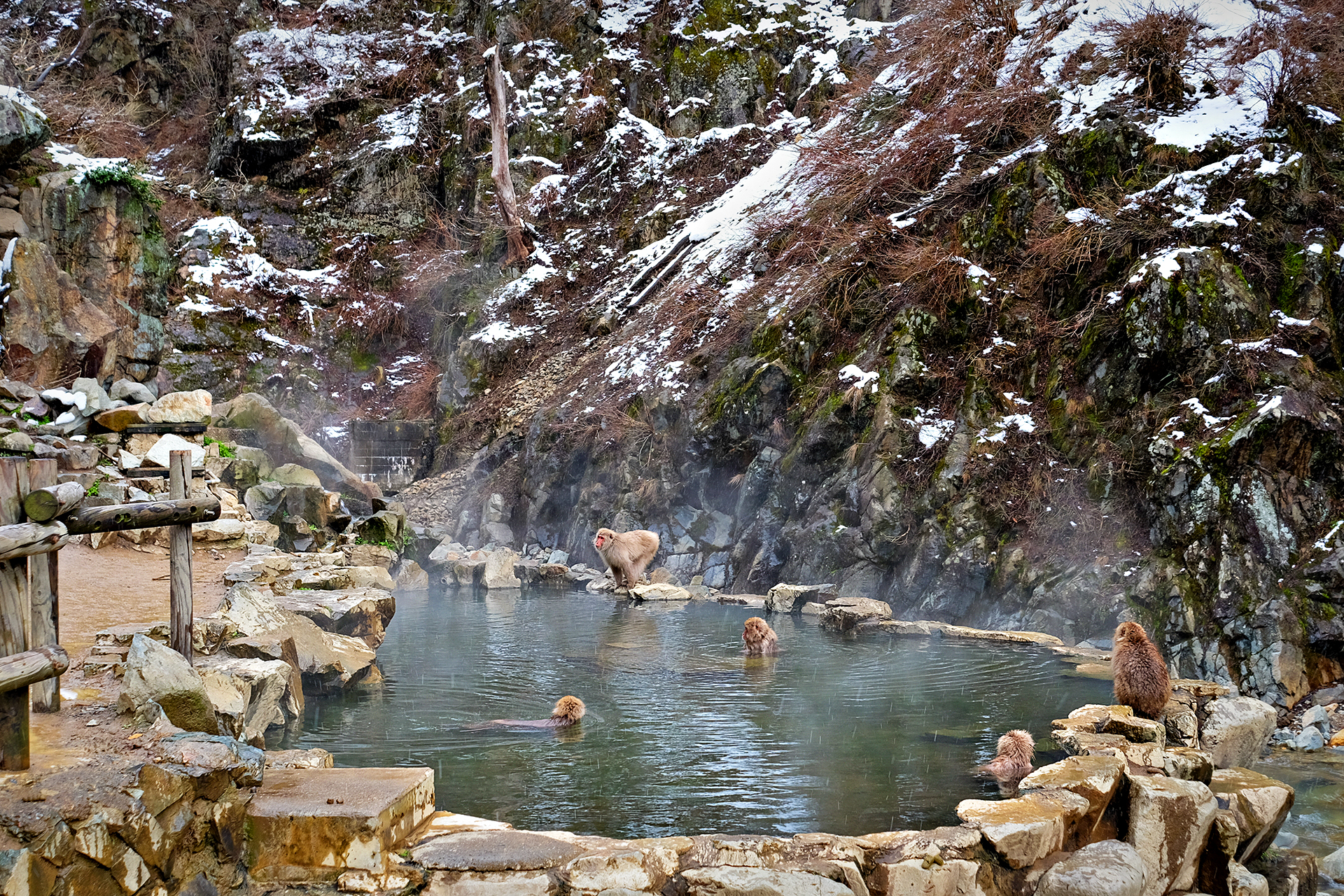 Macaques taking a dip in the hot springs.