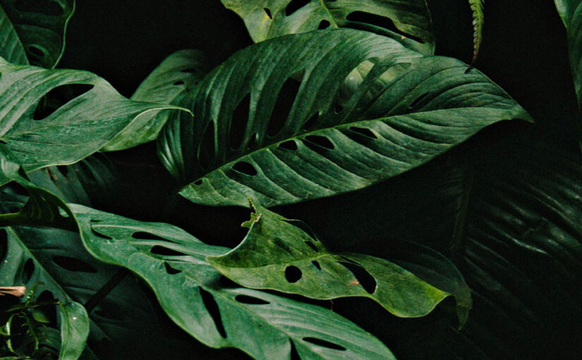 Hang out in the jungle (literally)