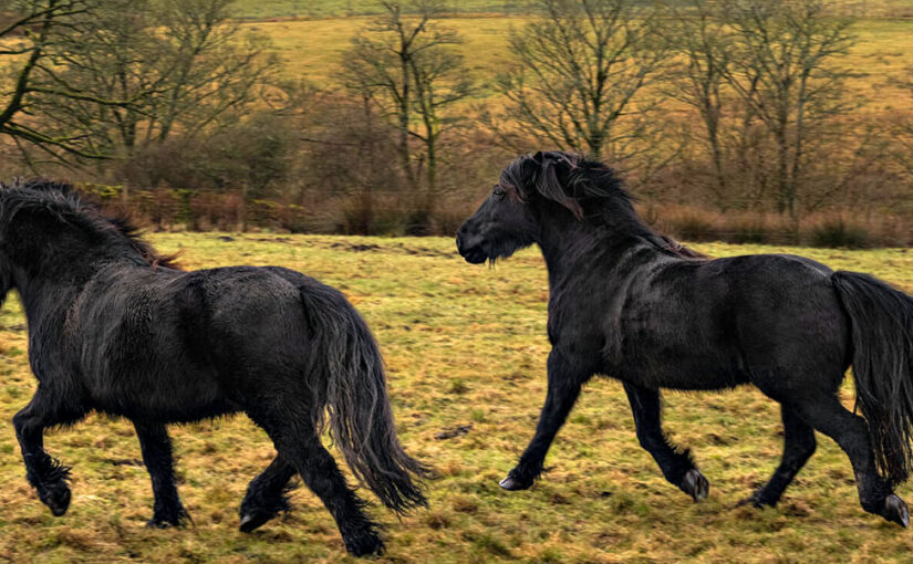 Airbnb meets Wuthering Heights