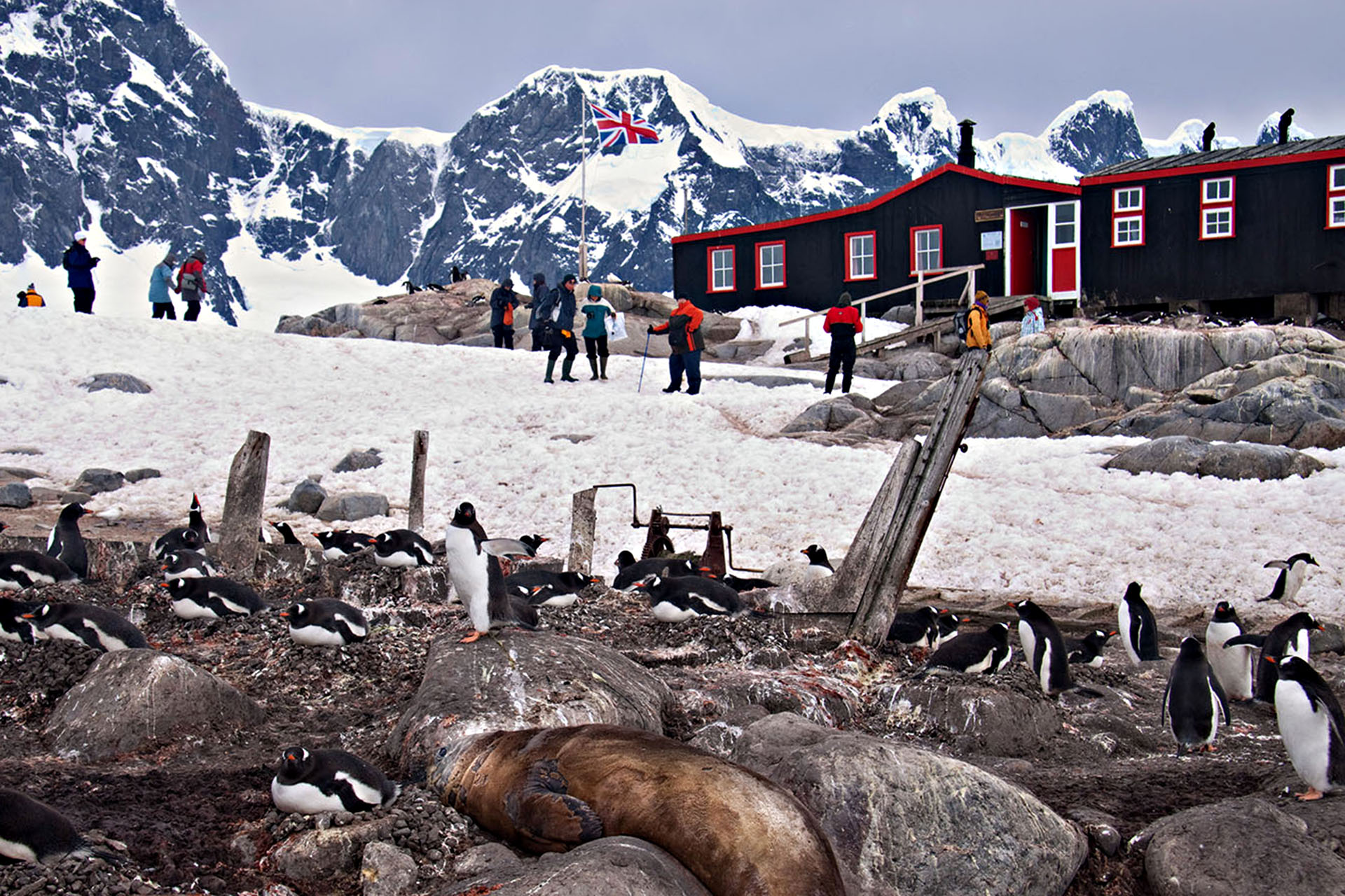 The locals chilling at Port Lockroy.