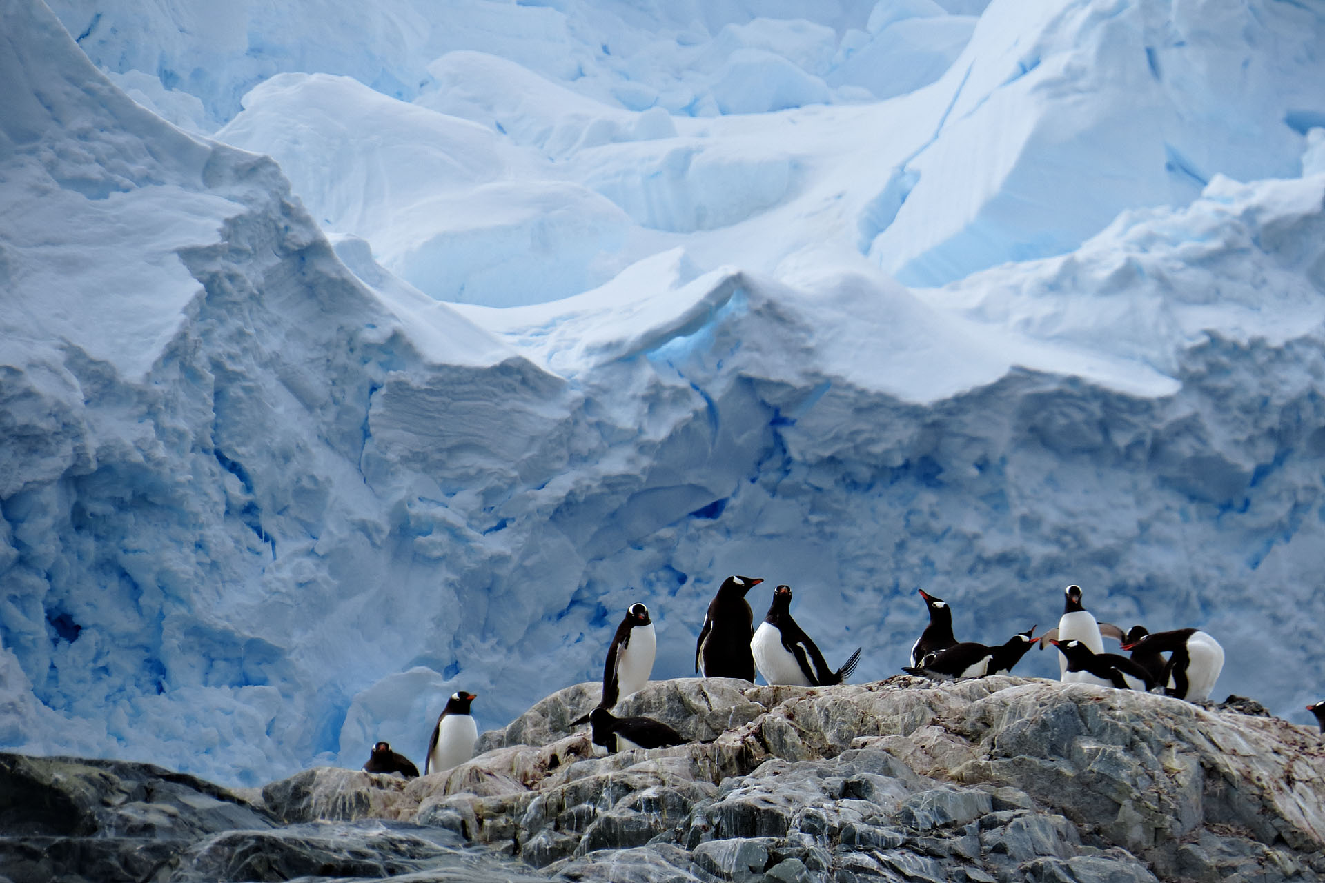 Penguins gathering at Port Charcot, Antarctica.