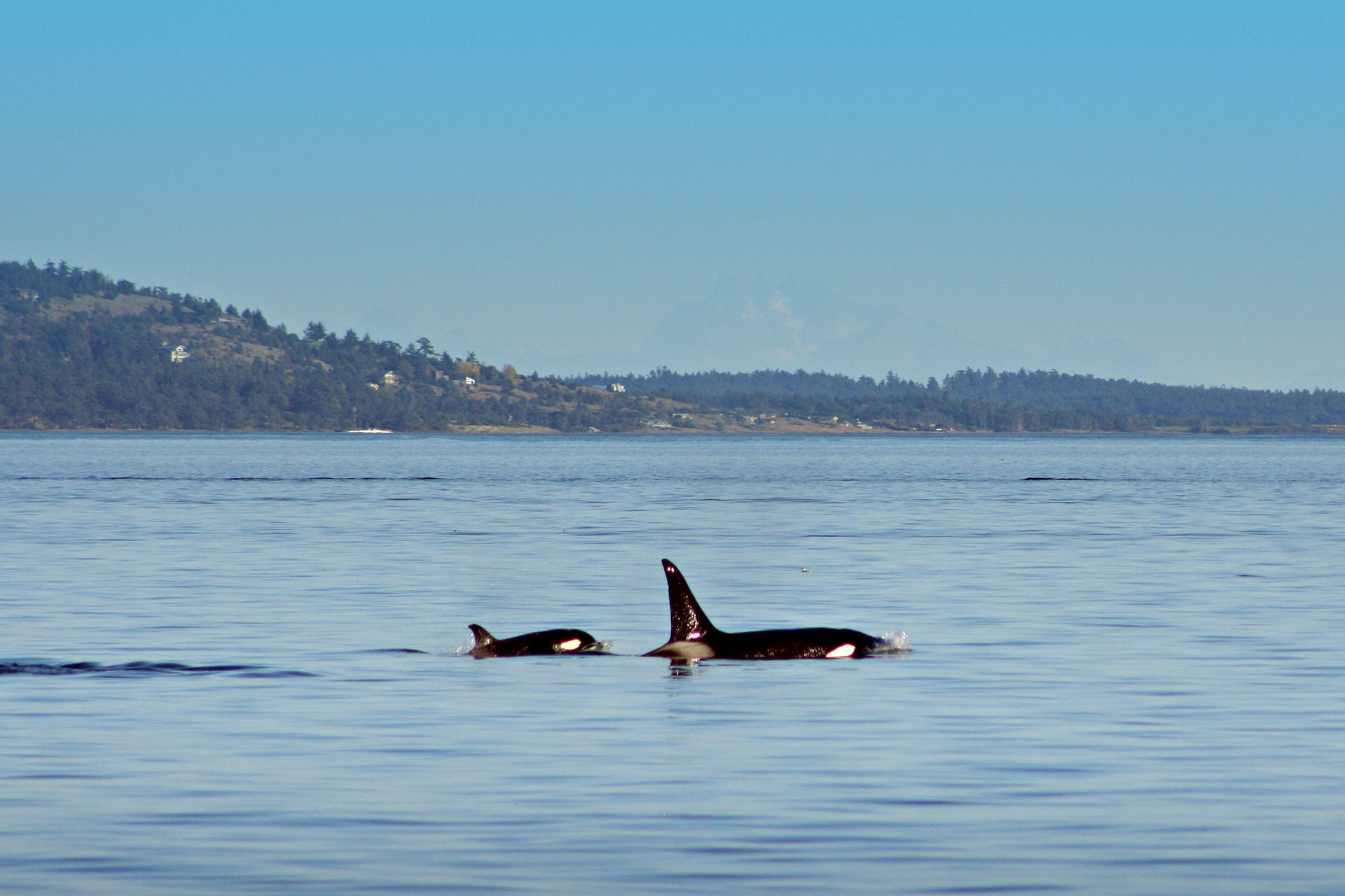 Orcas hunting in the waters off Vancouver Island.