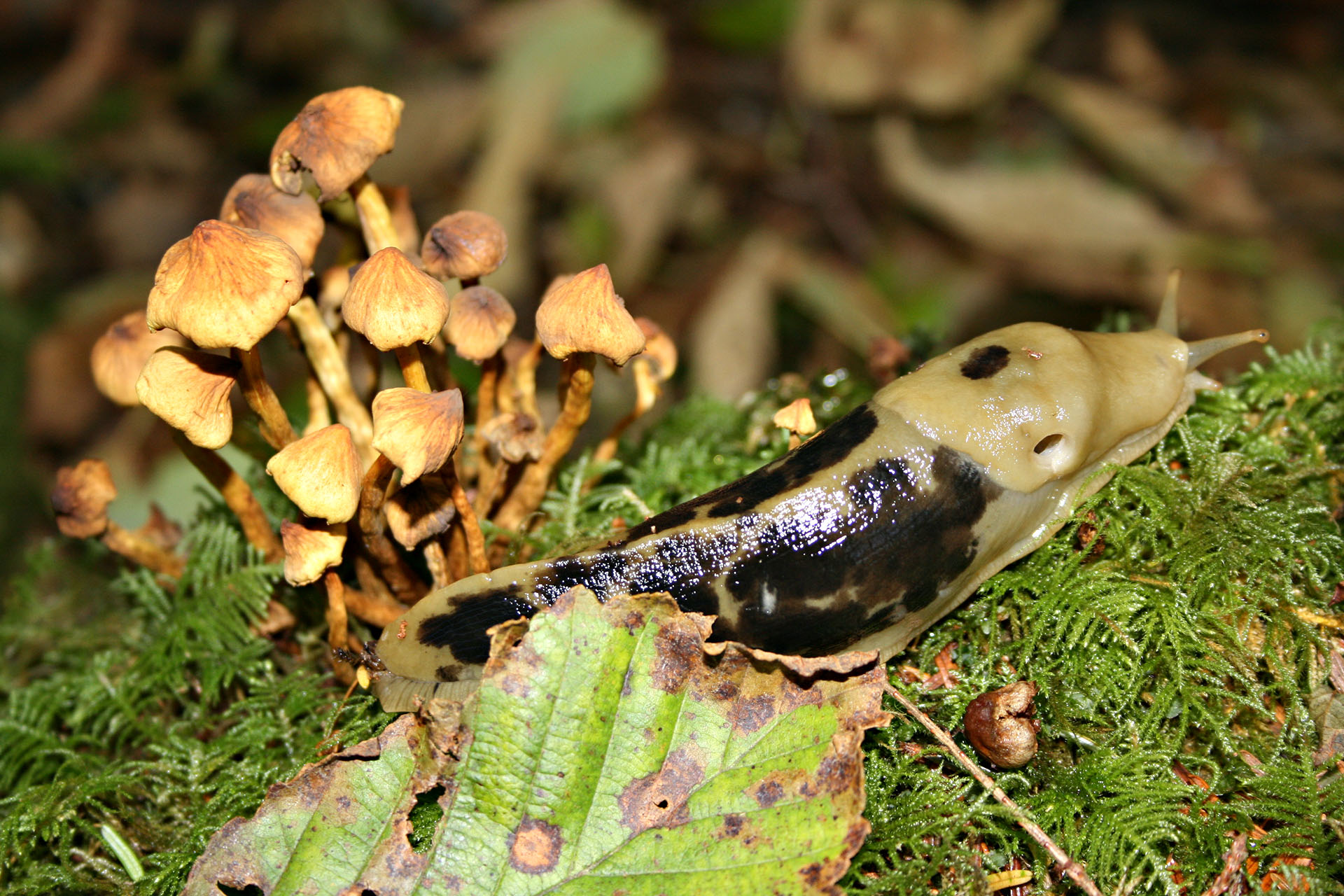 The ubiquitous banana slug.