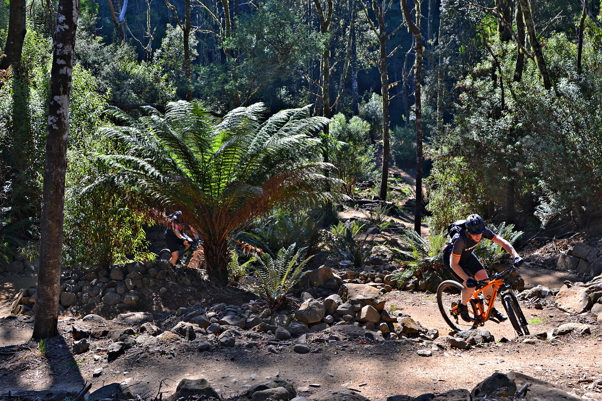 Rider descending the Blue Derby mountain bike trails in Tasmania.