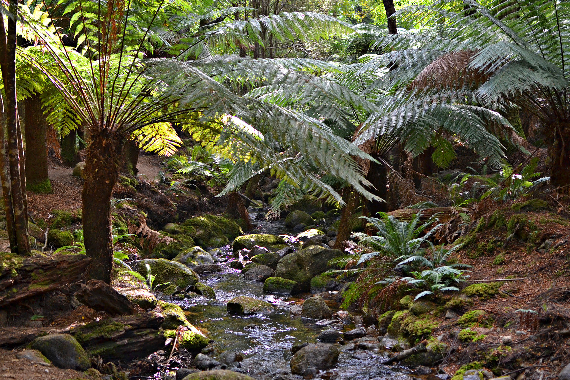 A verdant, velvet moss carpets the otherwordly Goblin Forest.