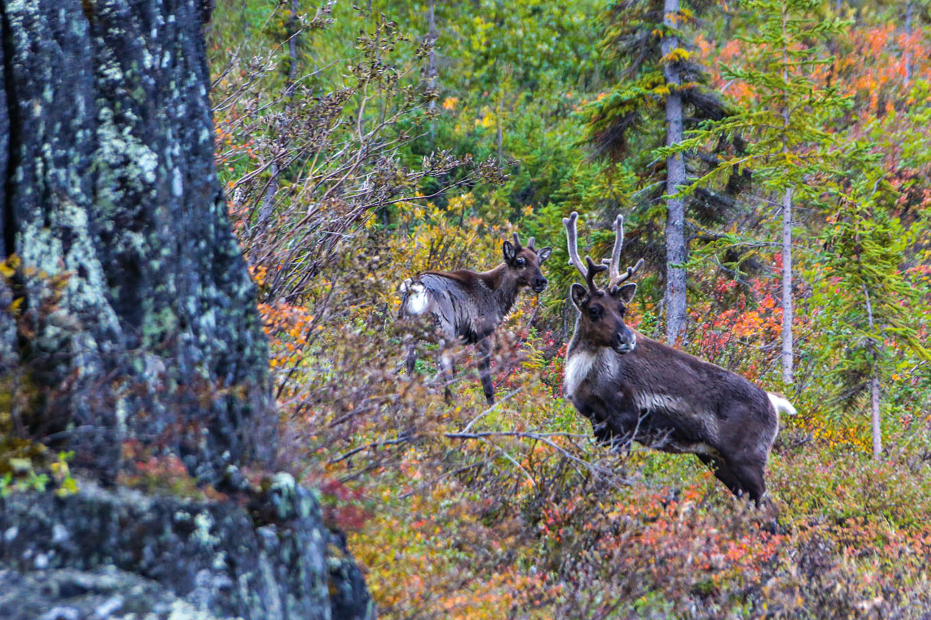 Caribou are some of the many incredible animals you will find here.