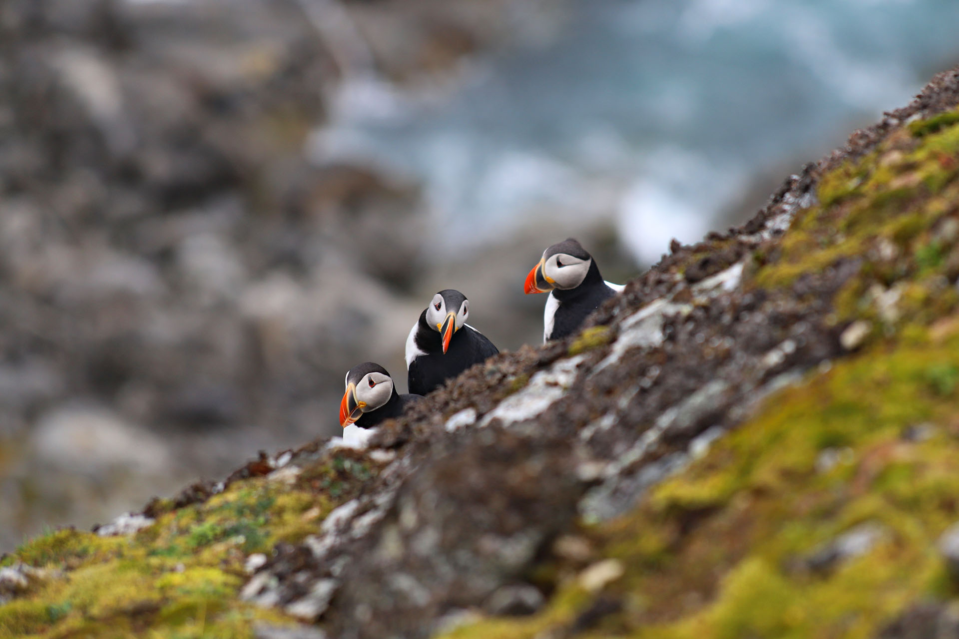 Puffins watch from the cliff ledge at Ytre Norskoya Svalbard.