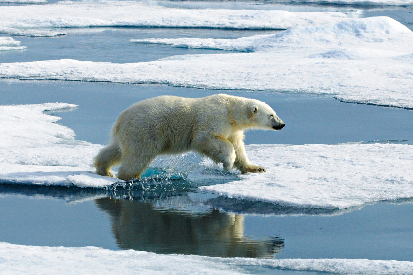 Polar bear walking across the tundra in Svalbard.