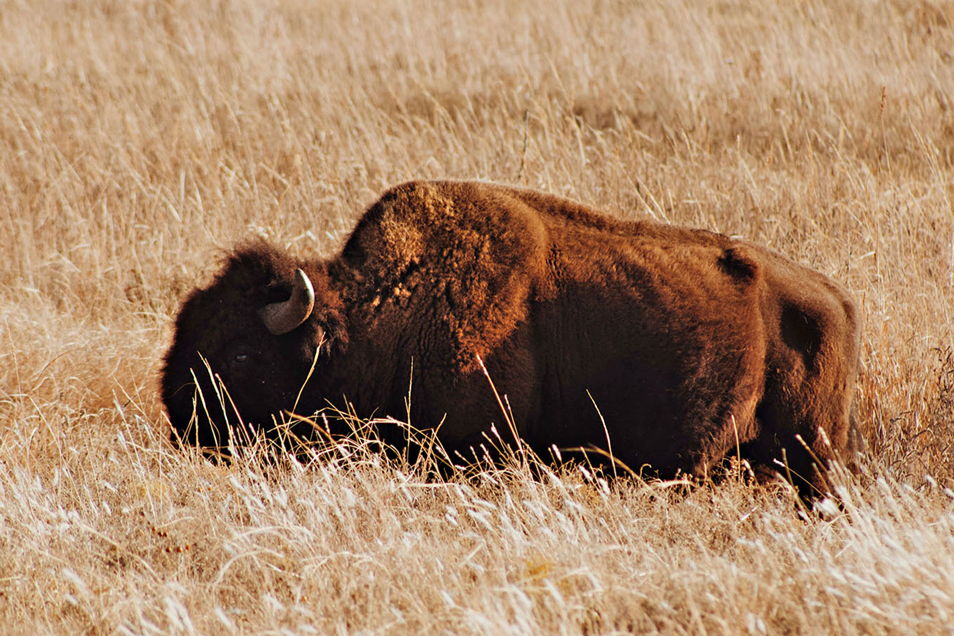 Bison basking in the prairie. Too cute.