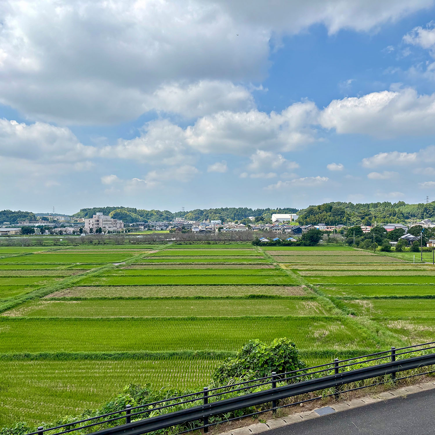 The luscious race paddies around Tako in the Chiba Prefecture. 