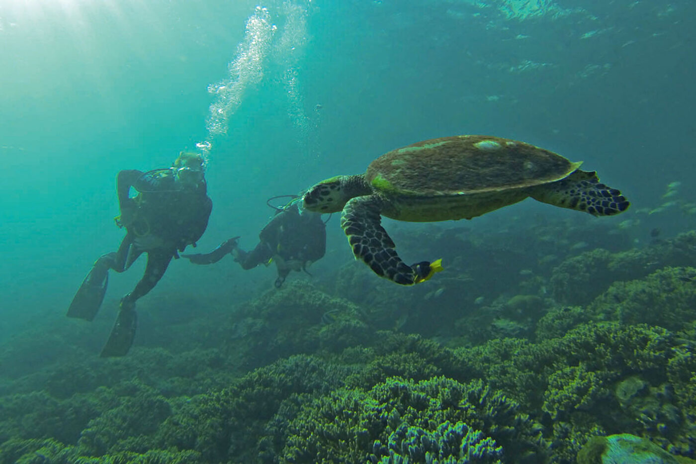 Scuba diving with turtles in the sea near Ras Lima.