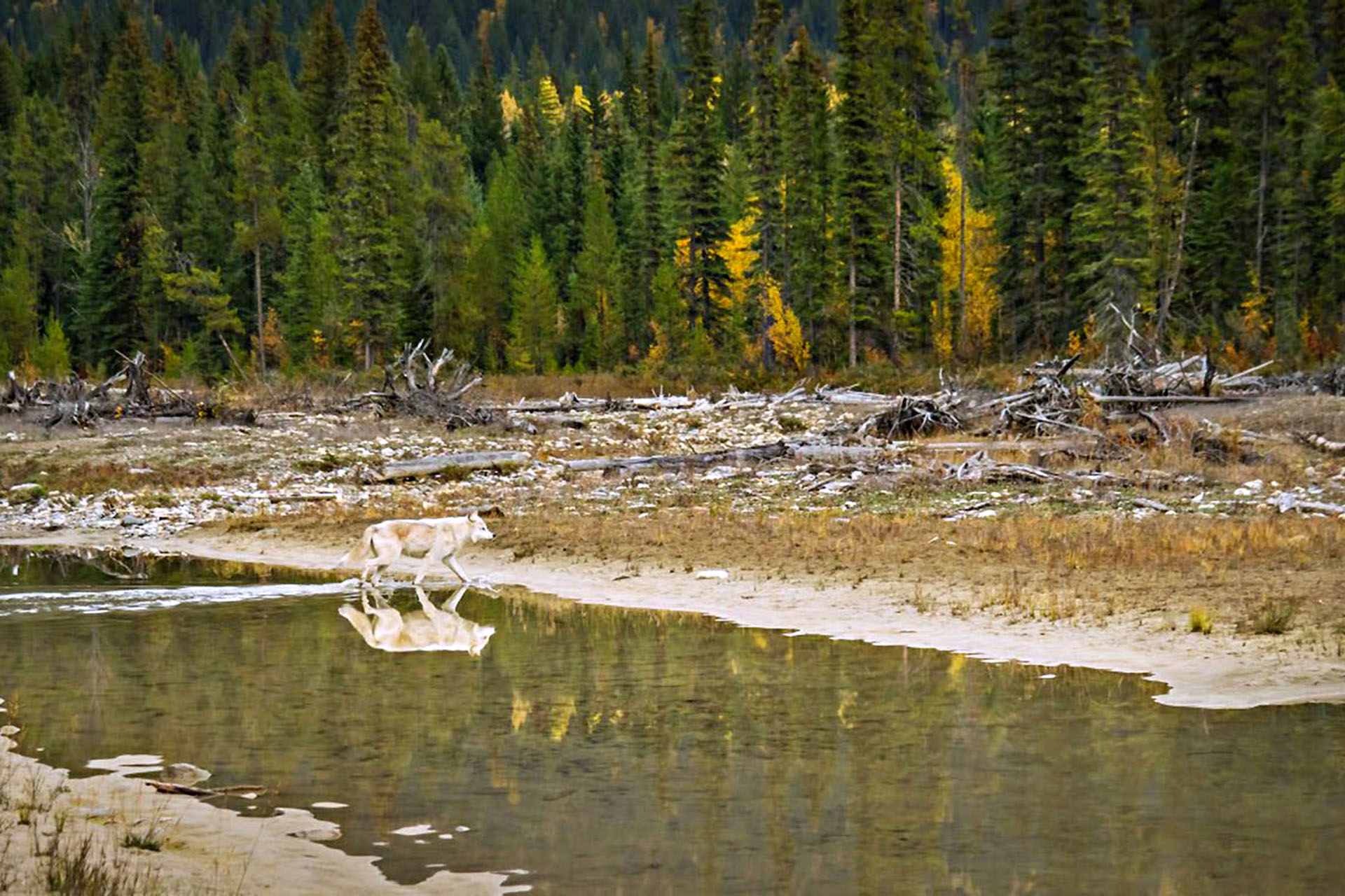 Grey wolf walking through the forests of British Columbia.