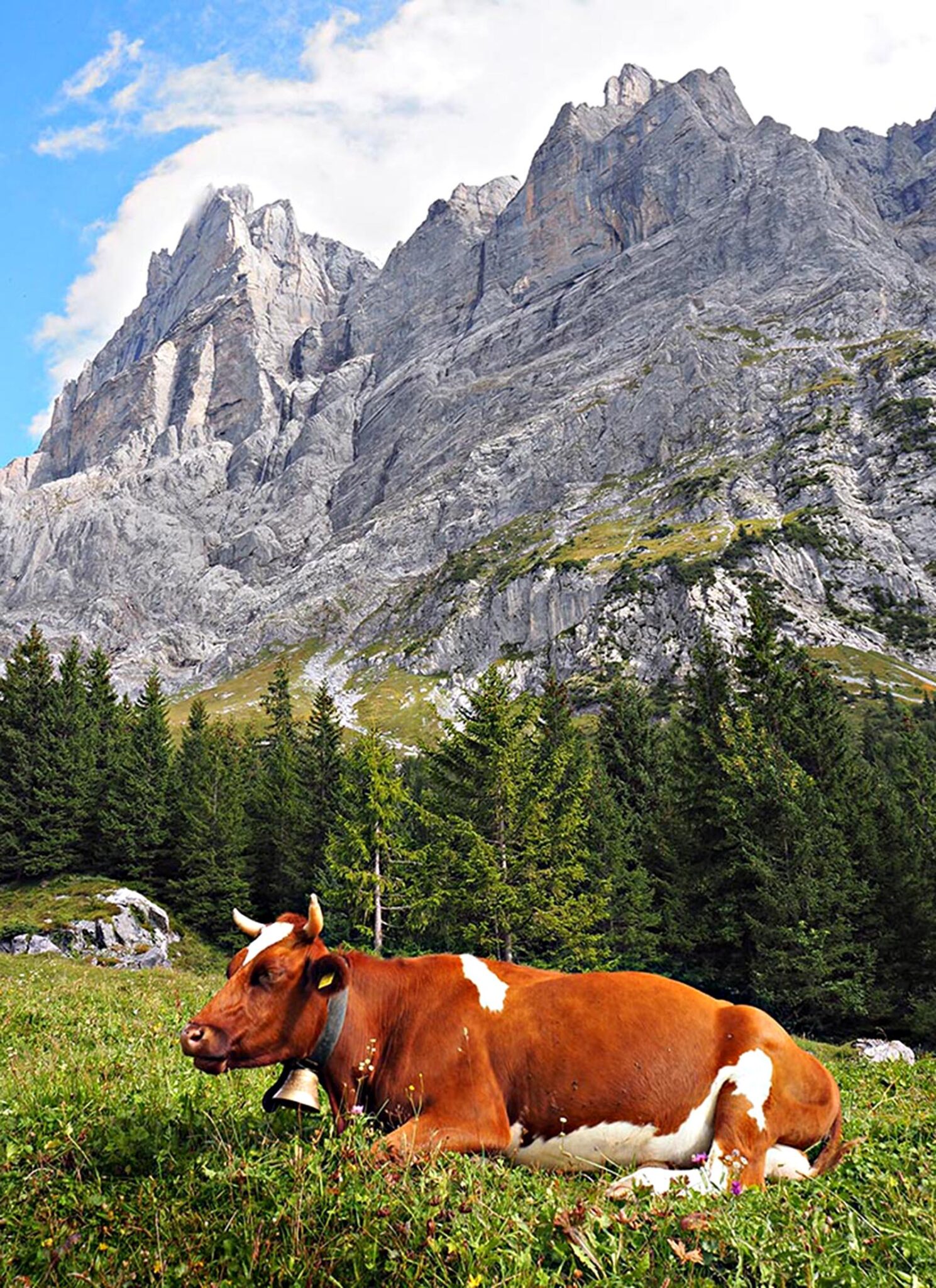 The cows in Switzerland don’t mind striking a pose.