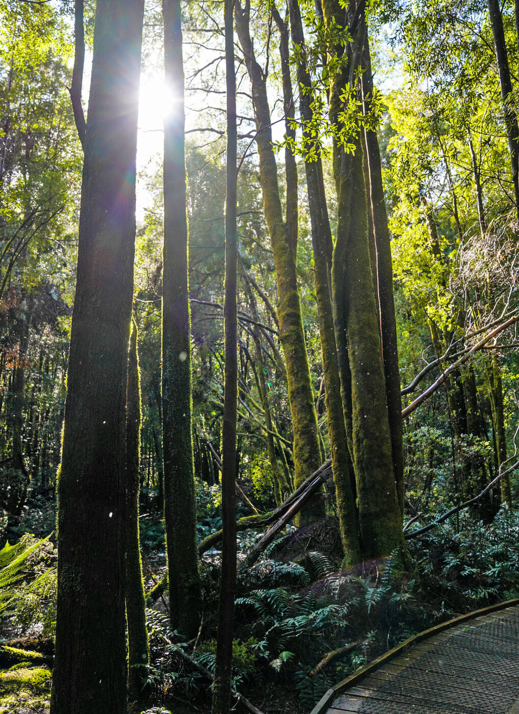 Light enters the forest near Pumphouse Point.