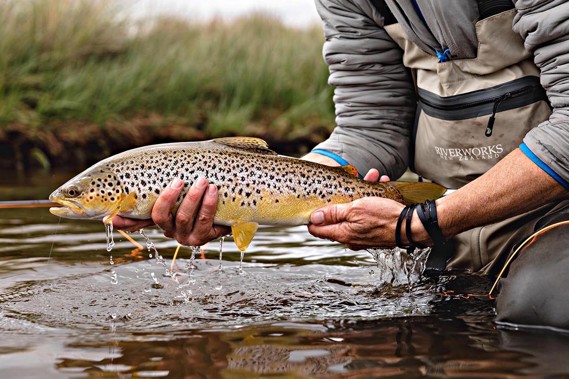 The ultimate prize, a brown trout.