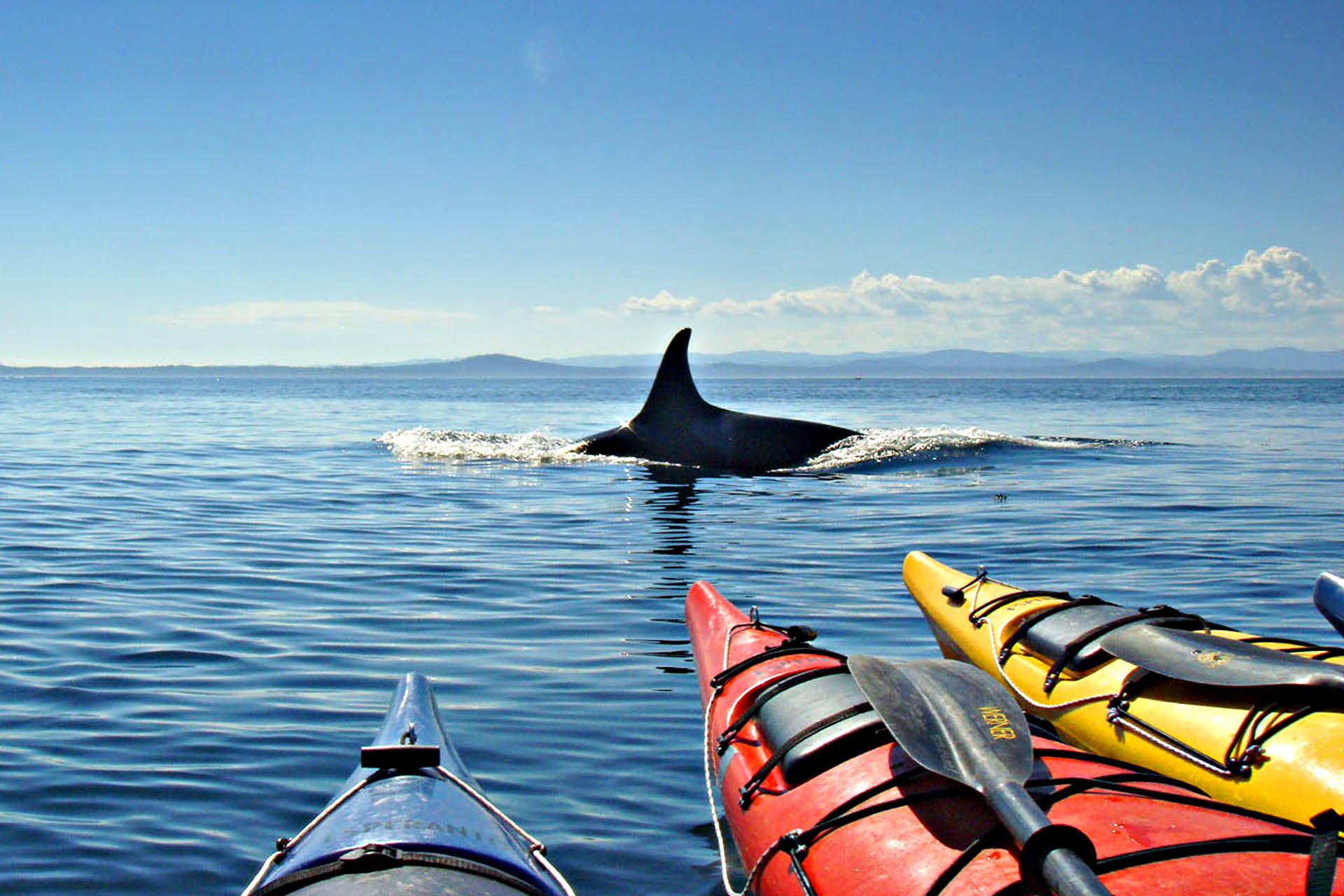 A paddle through the San Juan Islands is stunning, with or without these almighty marine beasts. Image credit: Discovery Sea Kayaks.