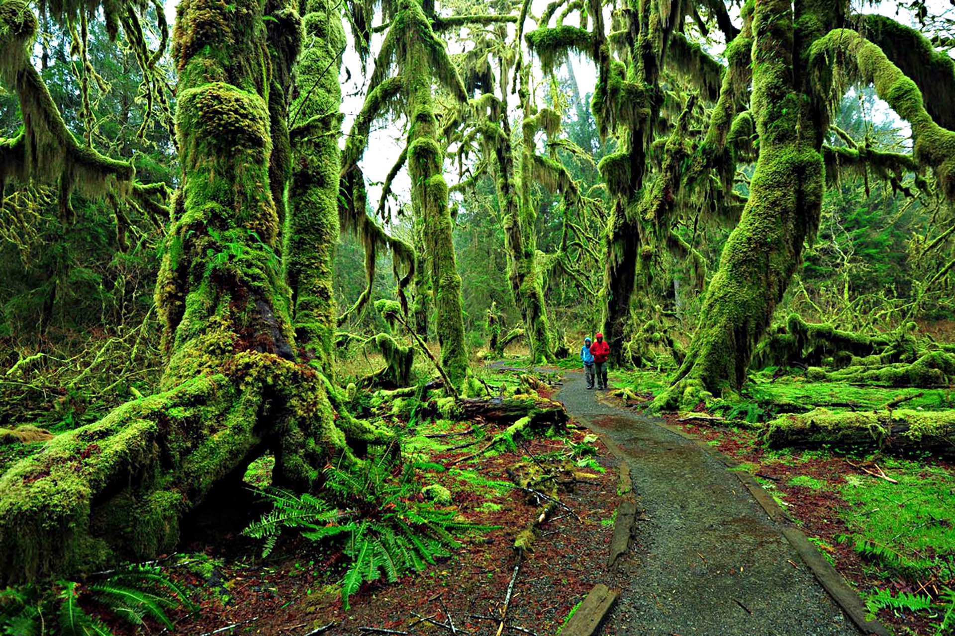 Hoh Rain Forest, Olympic National Park. Straight out of a Dr. Seuss book.