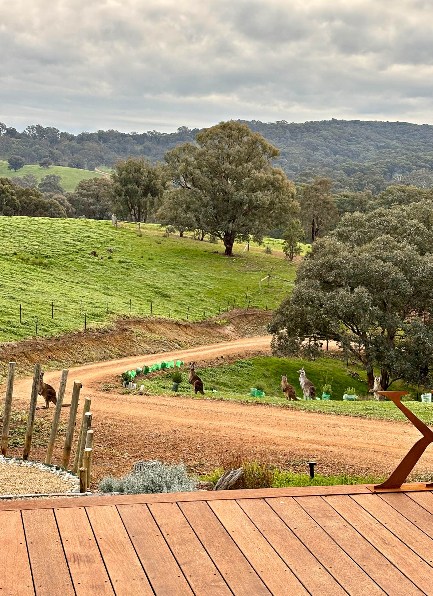 Kangaroos grazing beside Karak Eco Lodge overlooking rolling green hills in Victoria High Country.