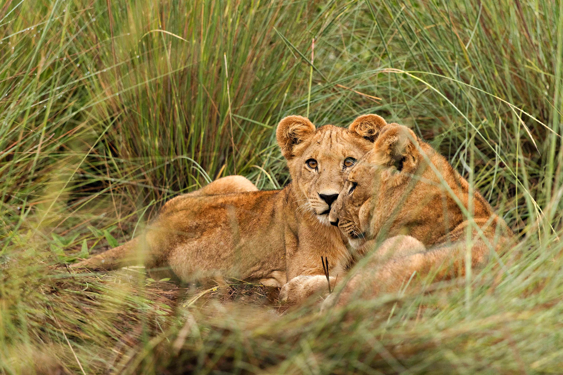 Two lionesses resting in the Botswana wilderness near Kanana Nyana.